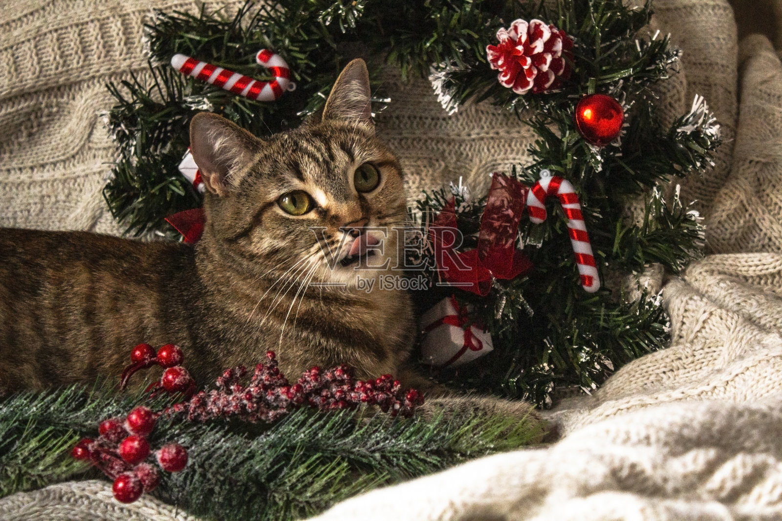 棕色条纹小猫针织羊毛米色格子与圣诞花环和新年装饰。猫舔。可爱的毛茸茸的小猫咪。照片摄影图片