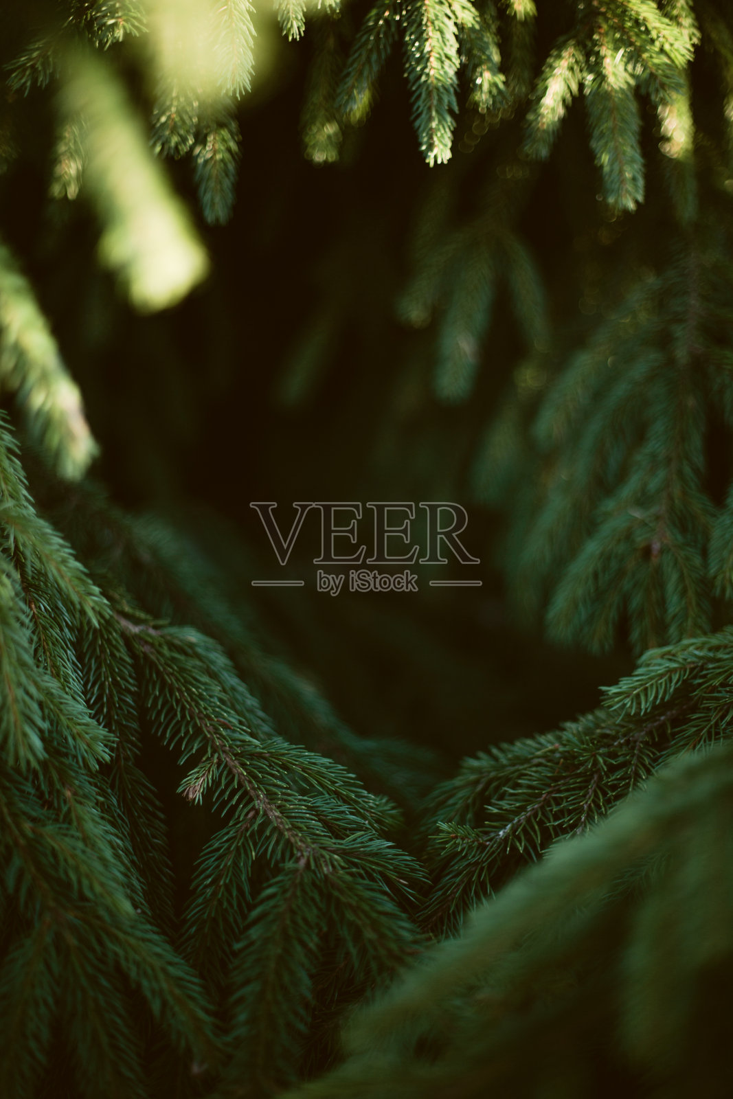 圣诞节的背景。绿色冷杉树在黑暗的色调。插画图片素材