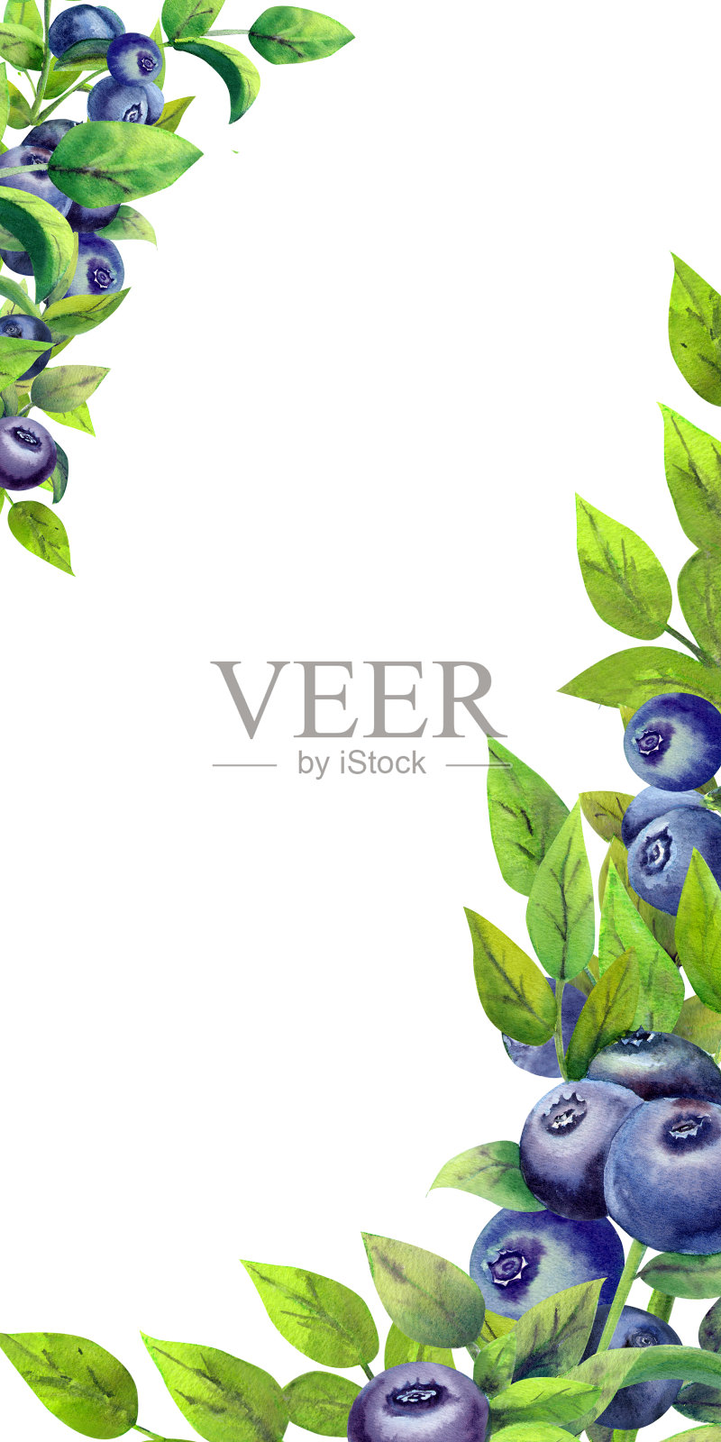 框架与成熟的蓝莓在白色孤立的背景。垂直方向。水彩插图。插画图片素材