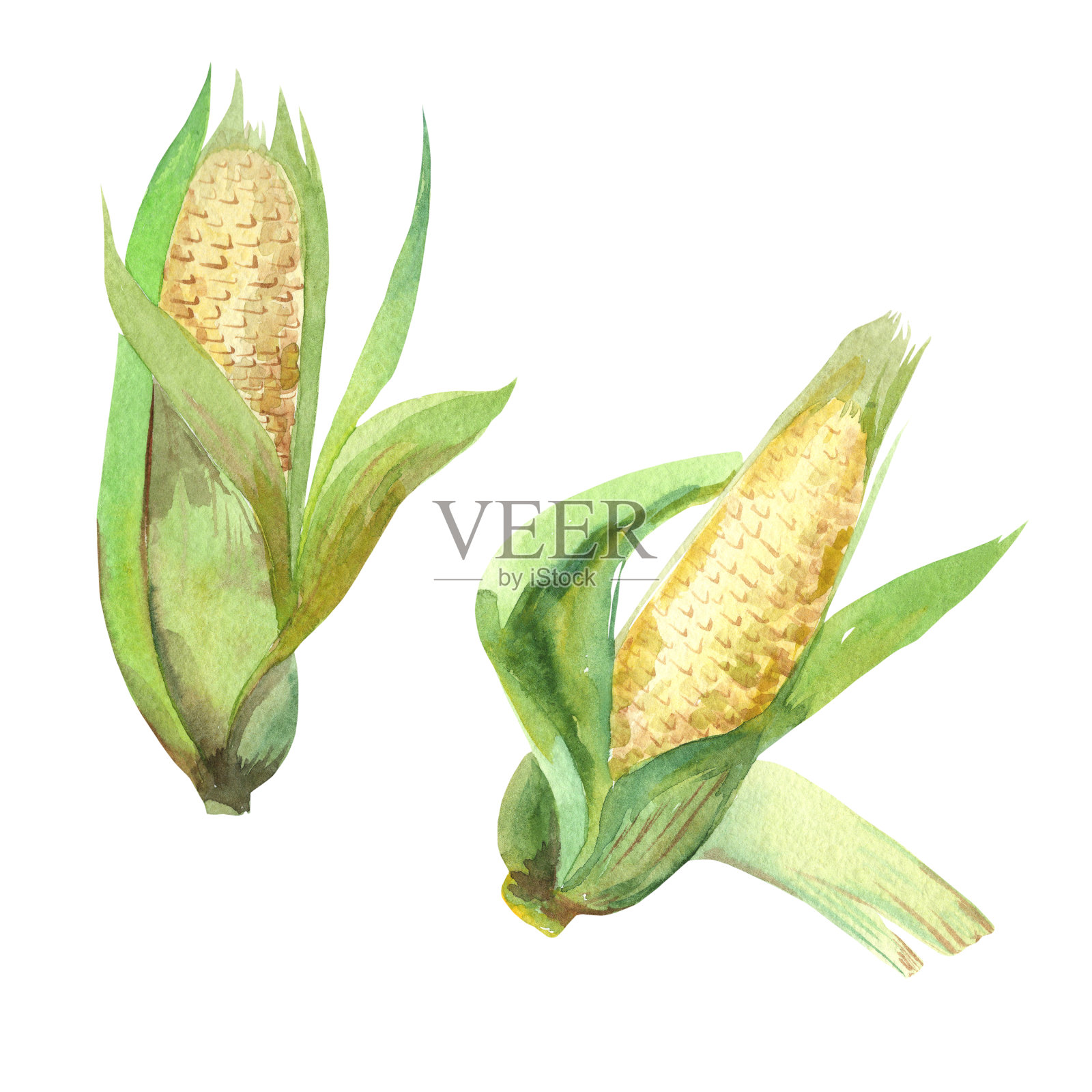 水彩插图，玉米蔬菜。插画图片素材