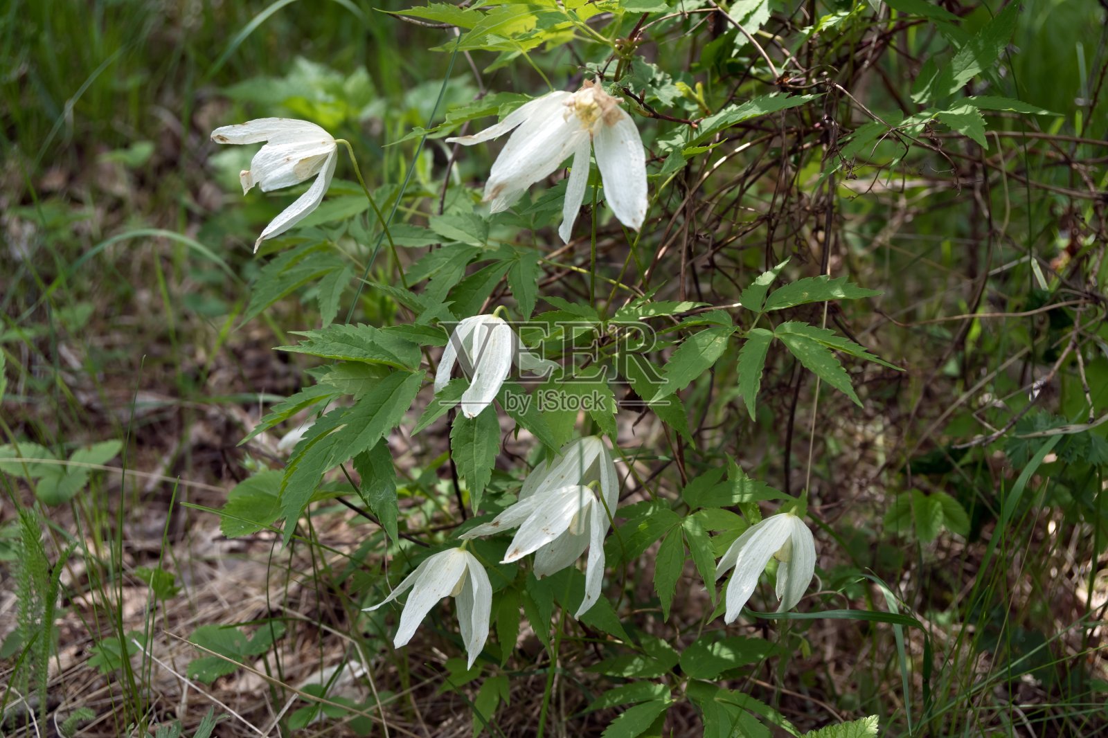 属毛茛科铁线莲属的野生西伯利亚藤本植物(Atragene sibirica L.)。照片摄影图片