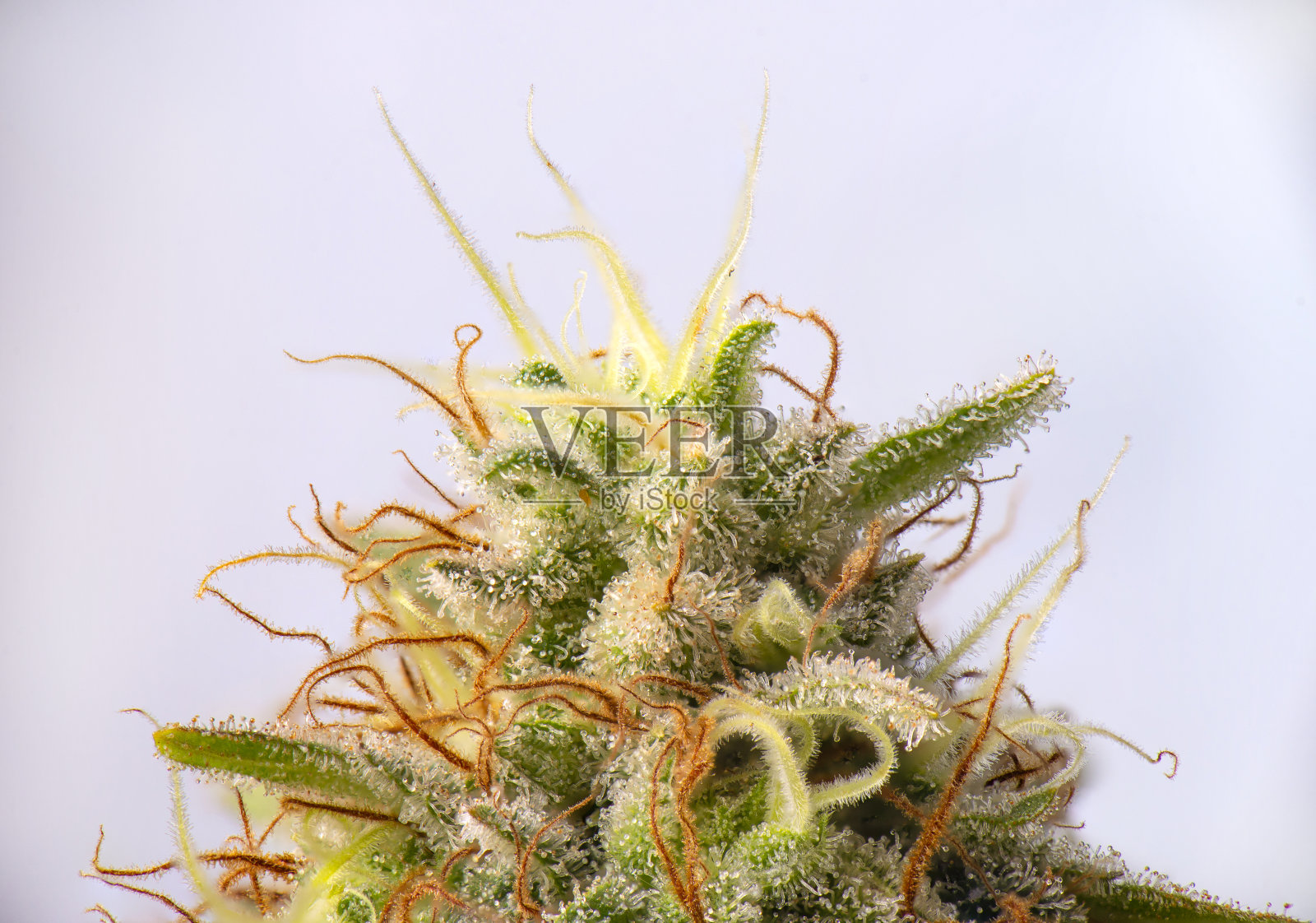 大麻花(白色临界品系)具可见毛状体照片摄影图片
