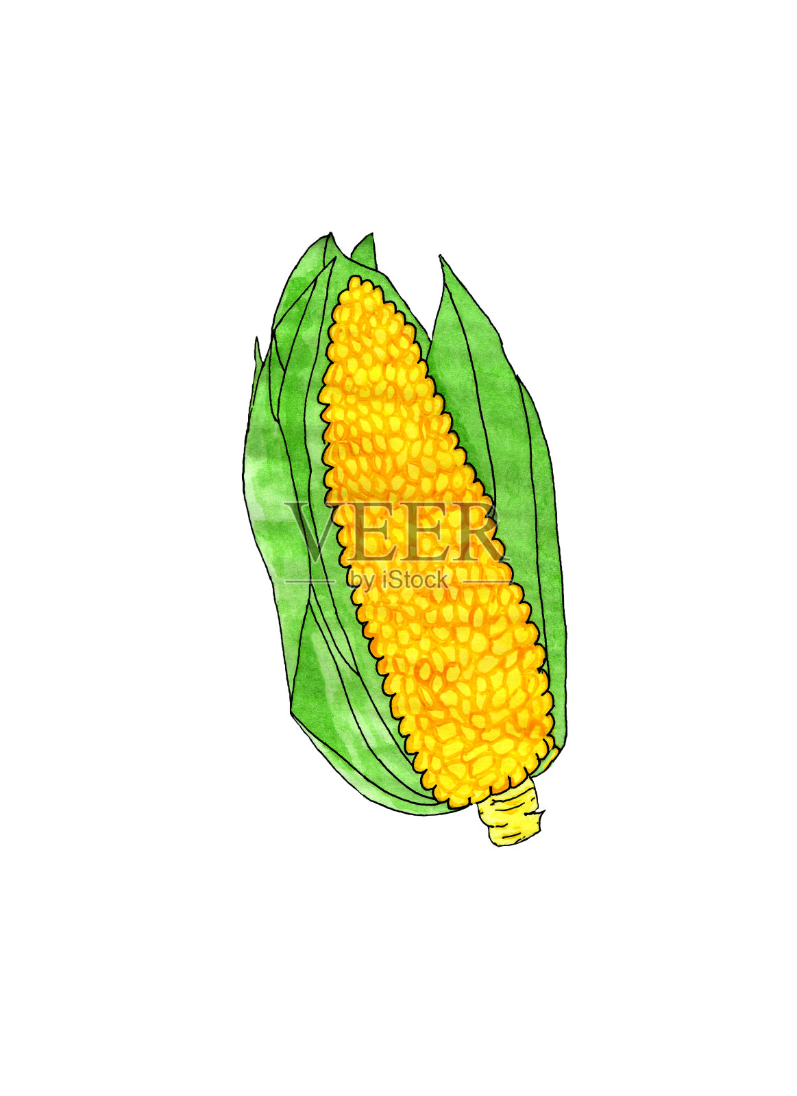 黄色的玉米粒，绿色的叶子，水彩插画图片素材