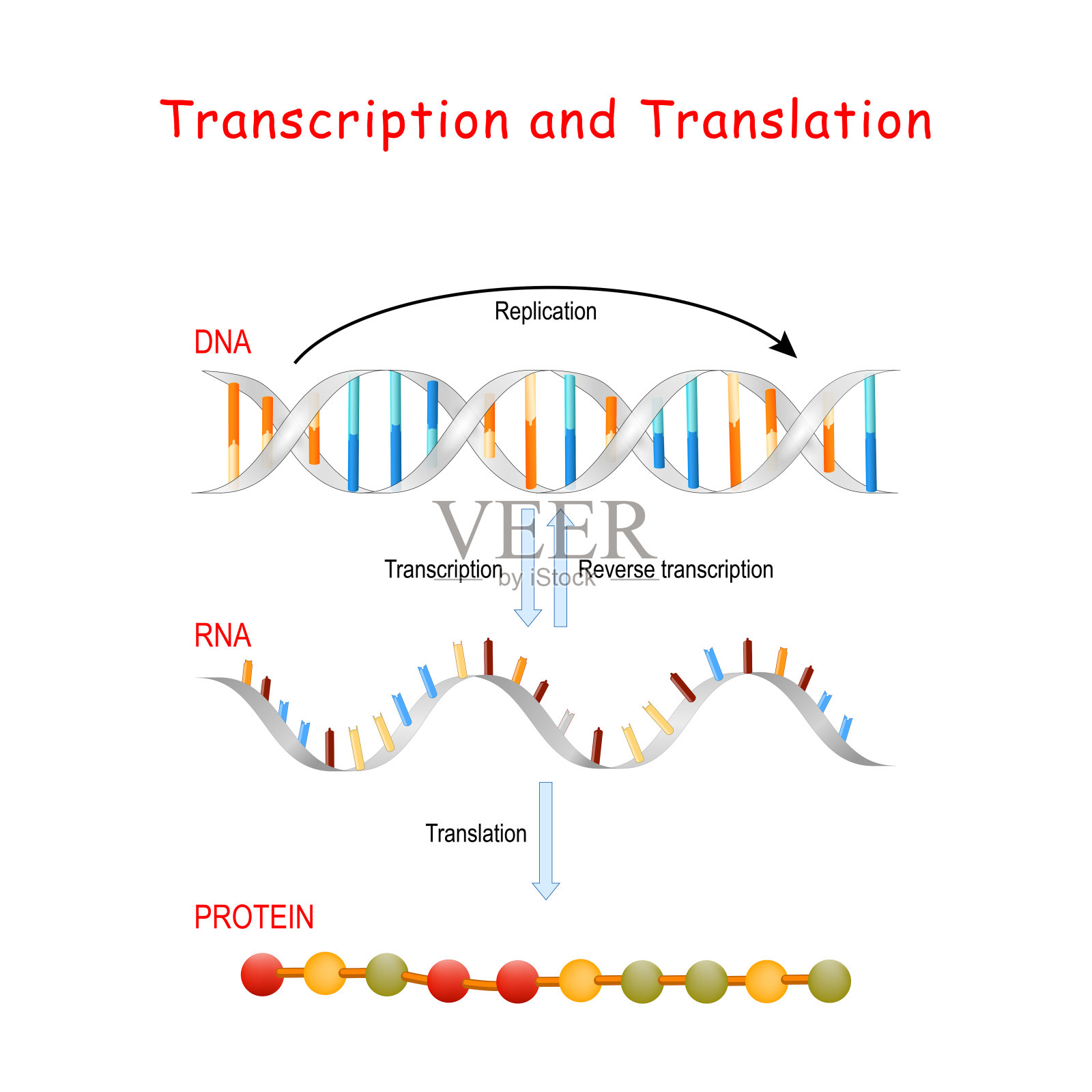 DNA复制，蛋白质合成。转录和翻译。插画图片素材