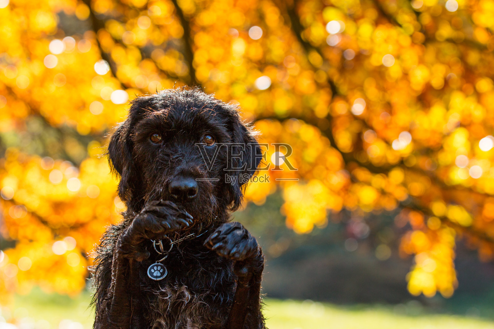 一只黑色的杂种狗在秋季公园摆姿势。照片摄影图片