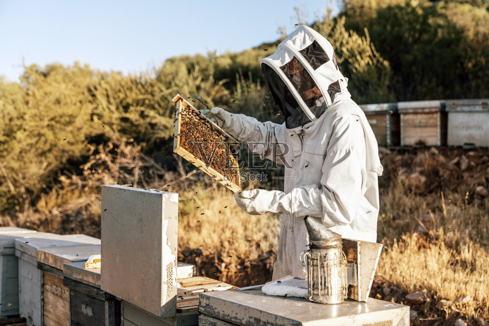 采蜜的养蜂人。养蜂的概念照片摄影图片
