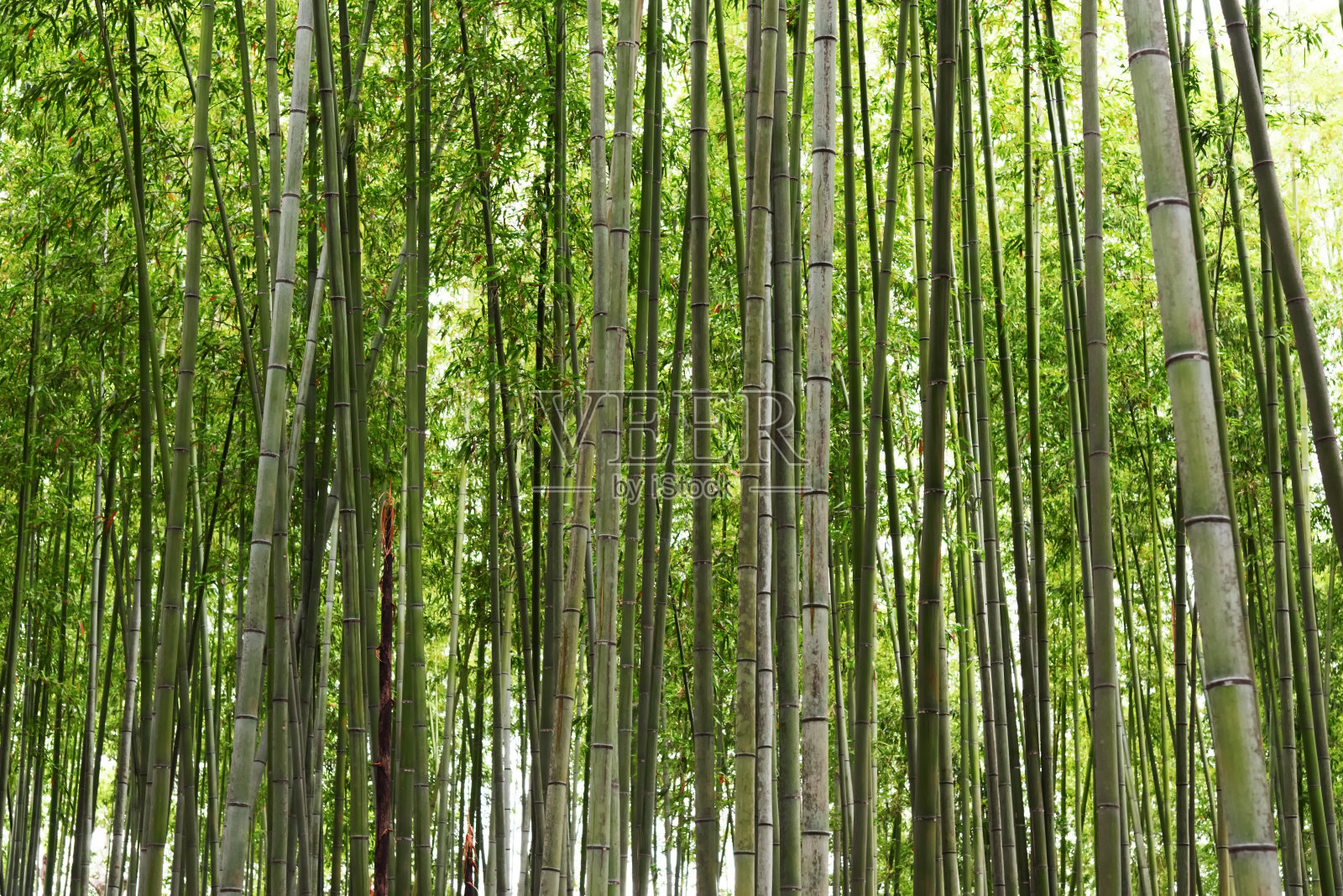 竹墙，竹林，京都，日本照片摄影图片