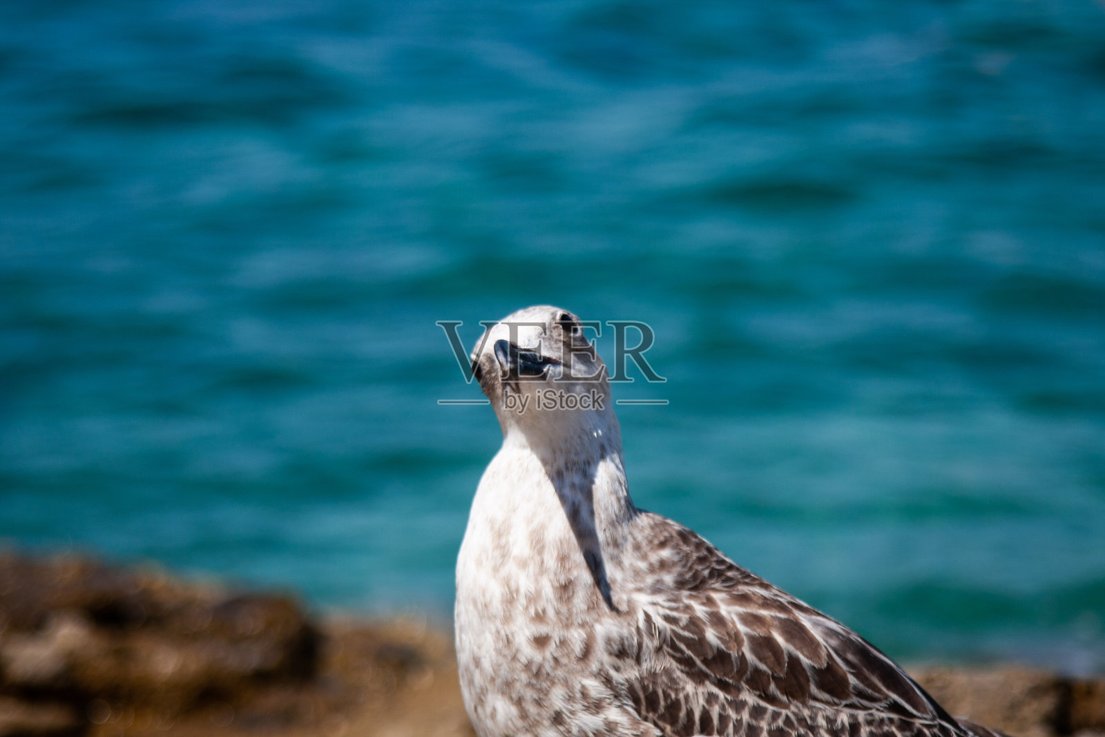 海鸥好奇地看着以蓝色大海为背景的岩石照片摄影图片