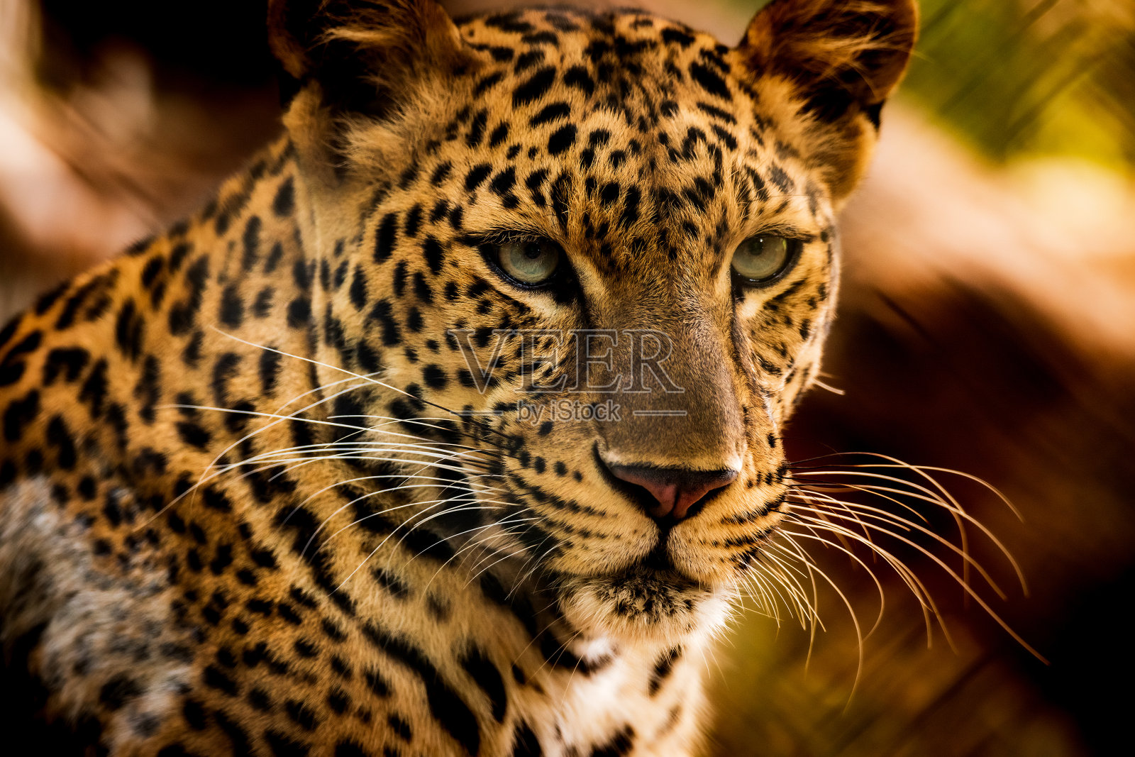 爪哇豹的肖像照片摄影图片