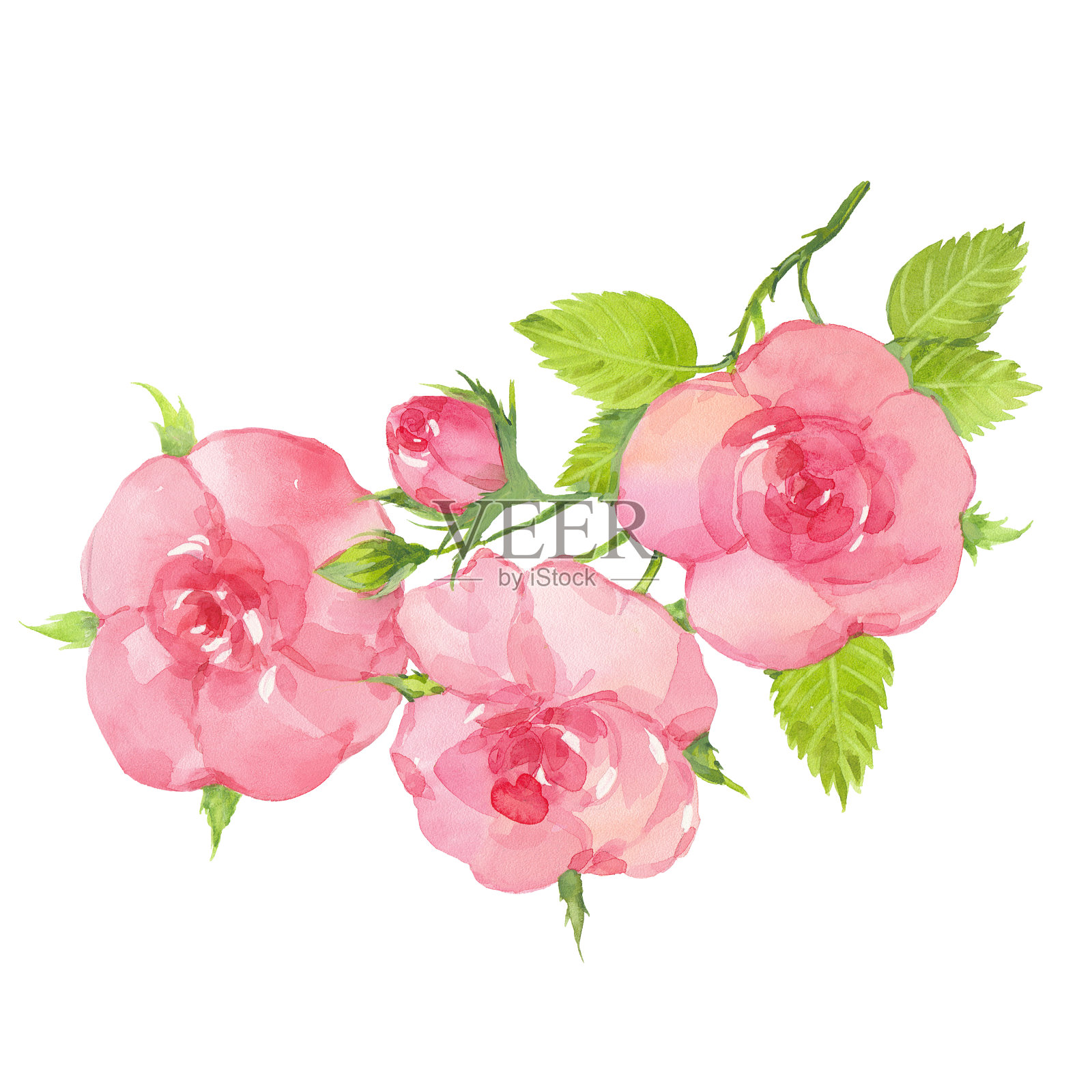 水彩玫瑰嫩枝插画图片素材