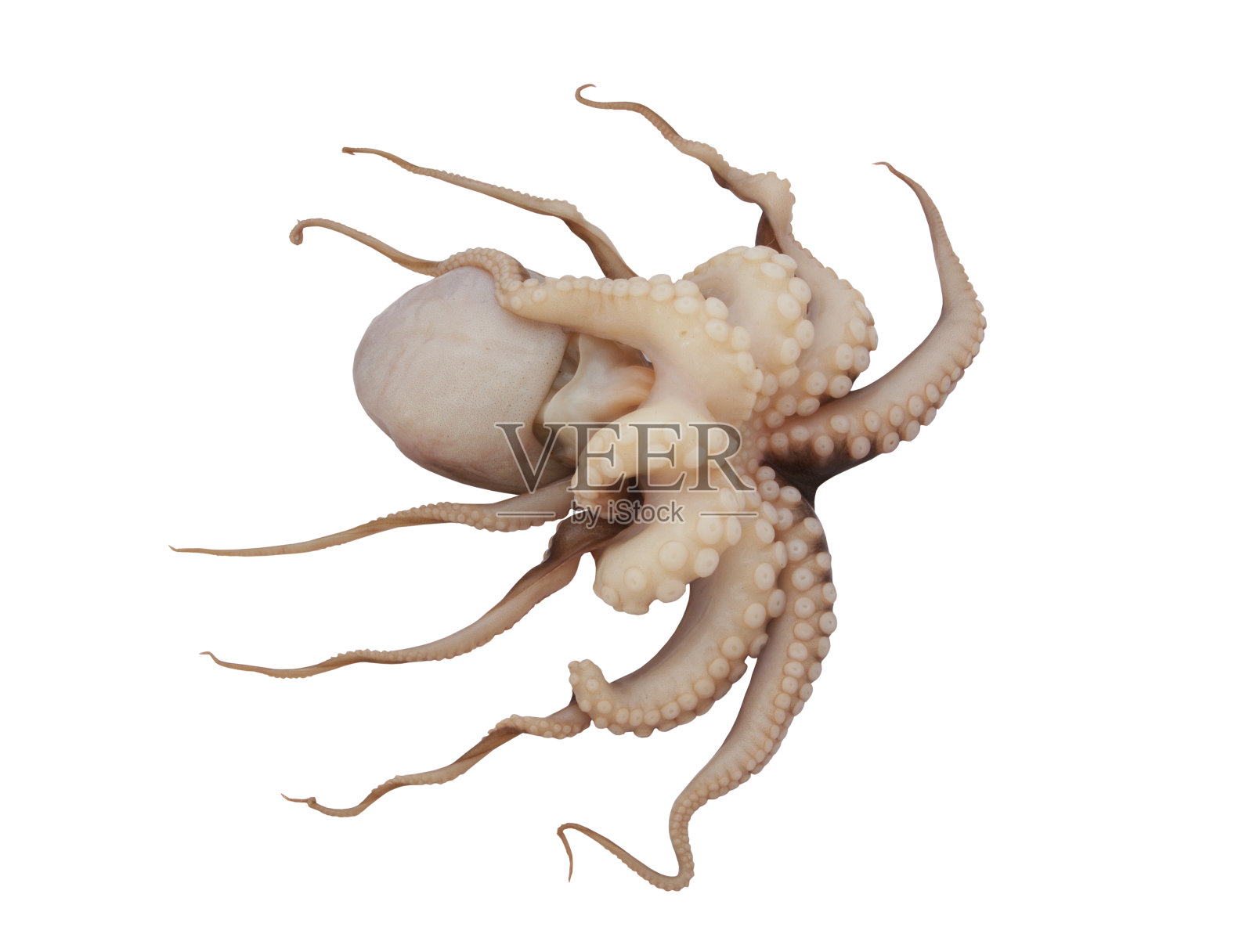 新鲜章鱼孤立在白色背景照片摄影图片