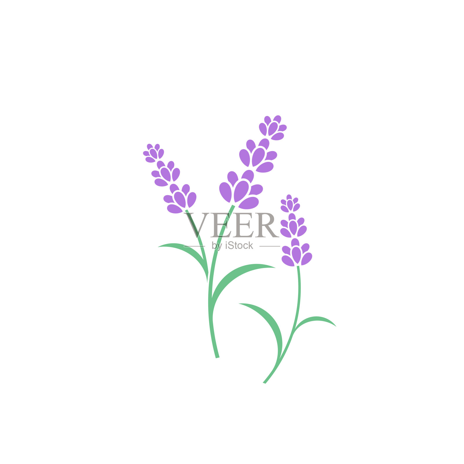 薰衣草的花。矢量插图。白色背景上的紫罗兰花插画图片素材