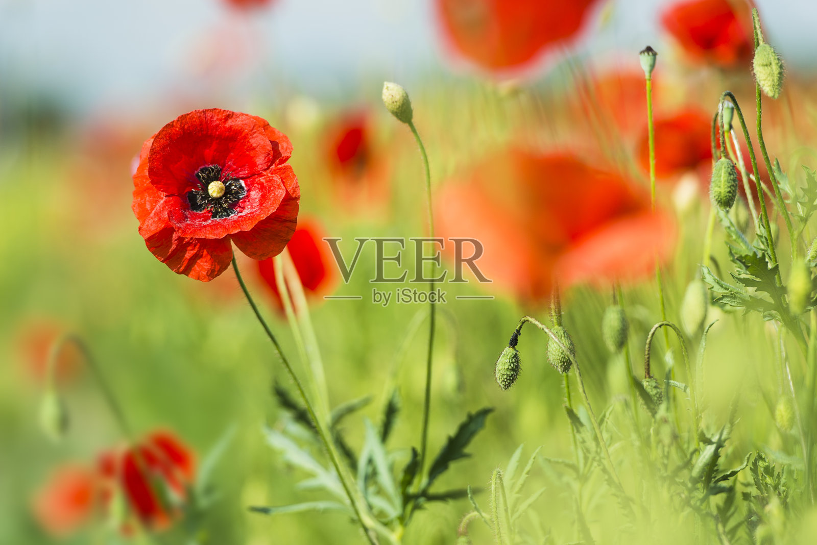 在德国巴伐利亚，鲜红的罂粟花在阳光下盛开照片摄影图片