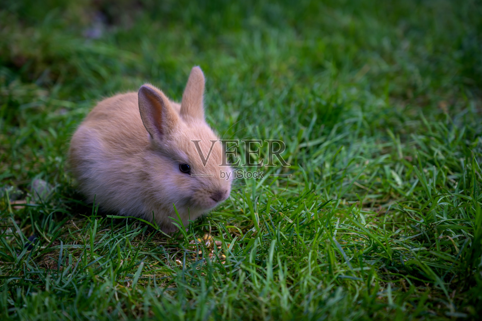 小兔子在草地上照片摄影图片