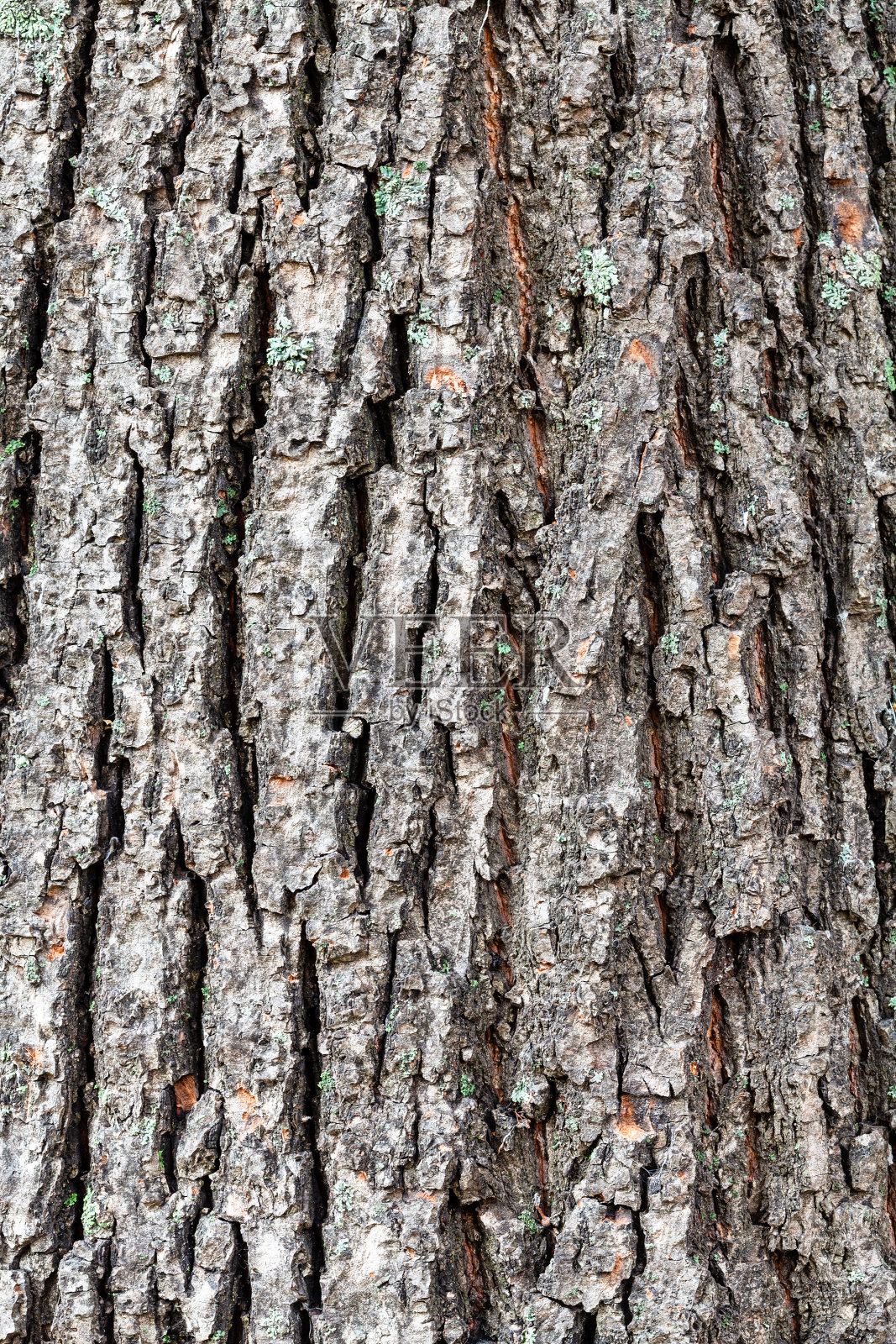靠近菩提树老树干上粗糙的树皮照片摄影图片