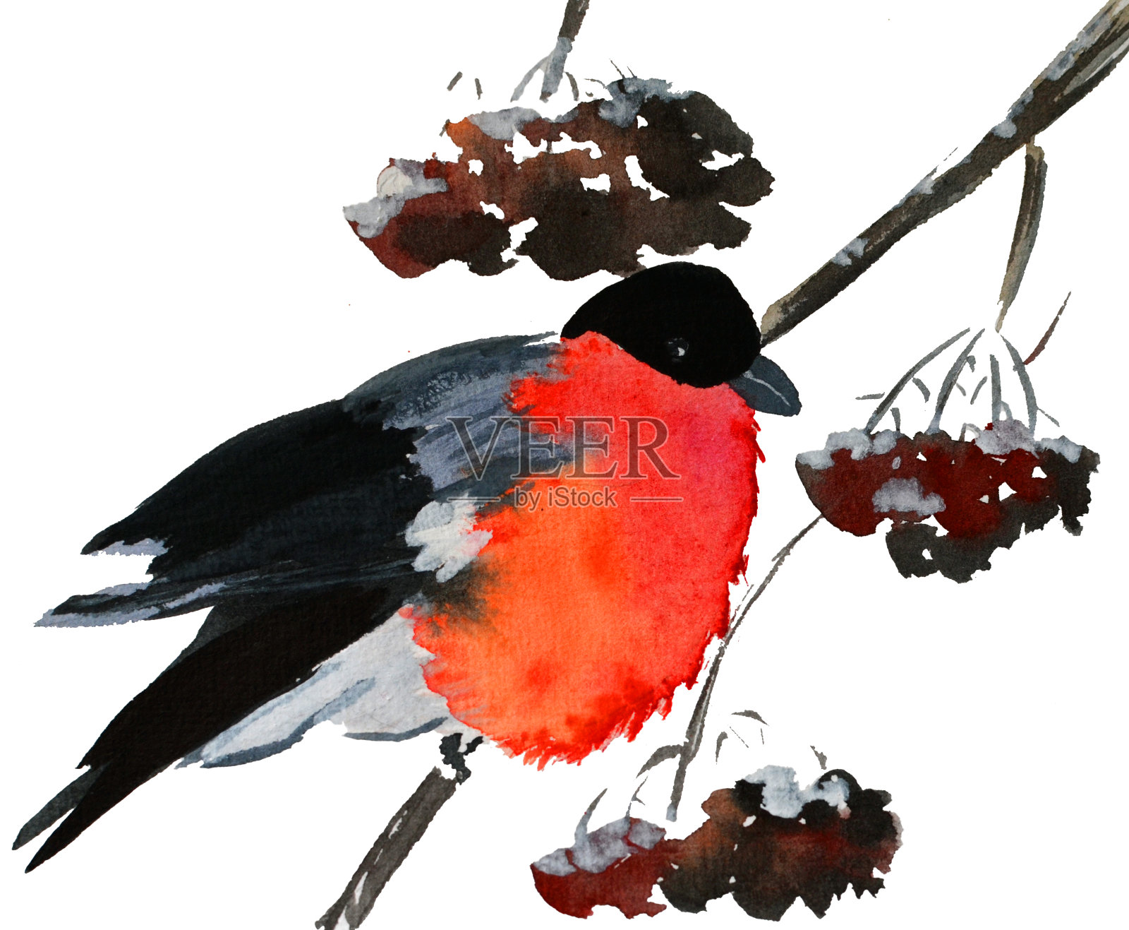 冬天在云杉上的红腹灰雀插画图片素材