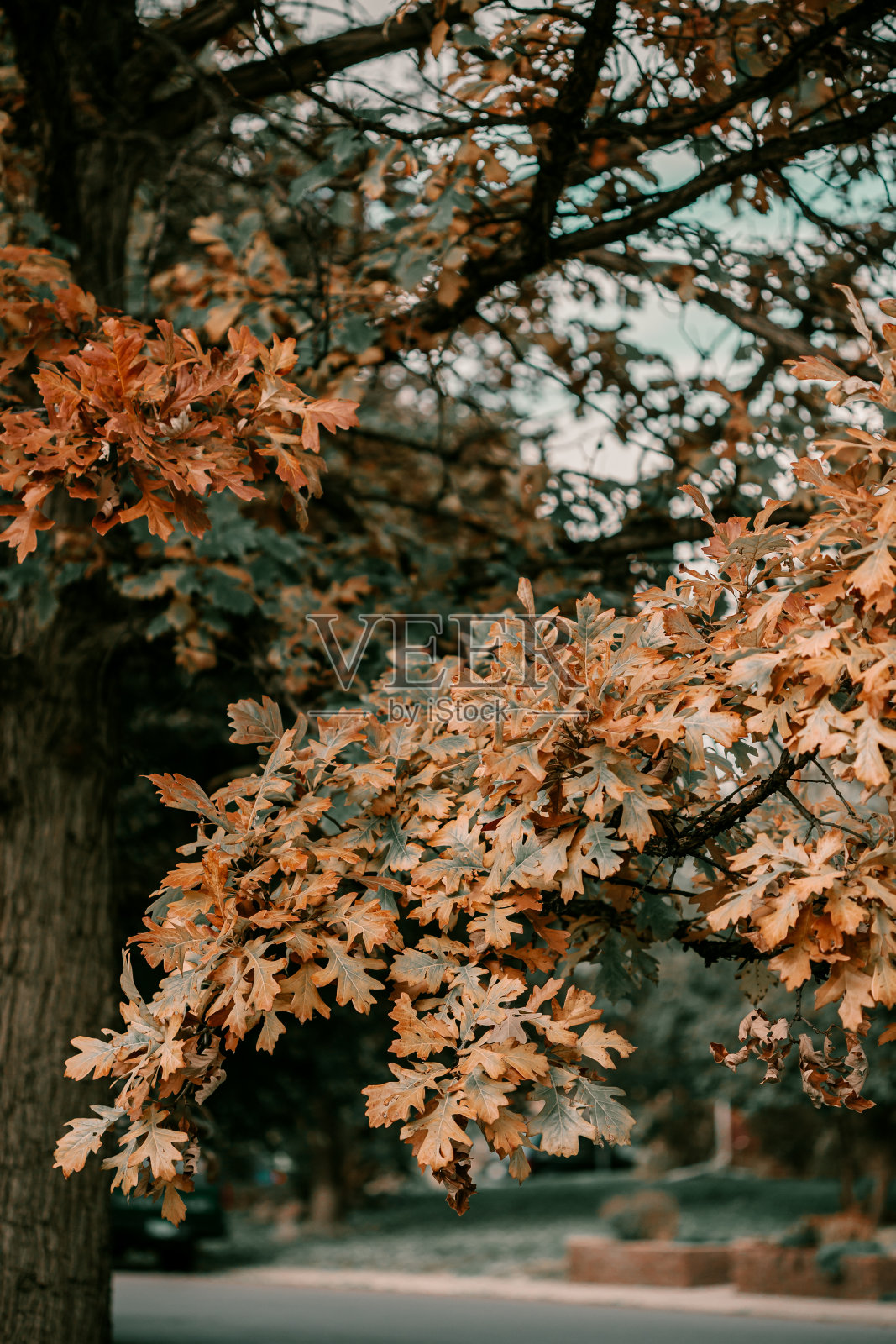 十月金秋时节。秋天的树木。有红色、橙色和黄色叶子的橡树。十月的一个晴朗的秋日。万圣节的季节。秋天的丹佛大街。照片摄影图片