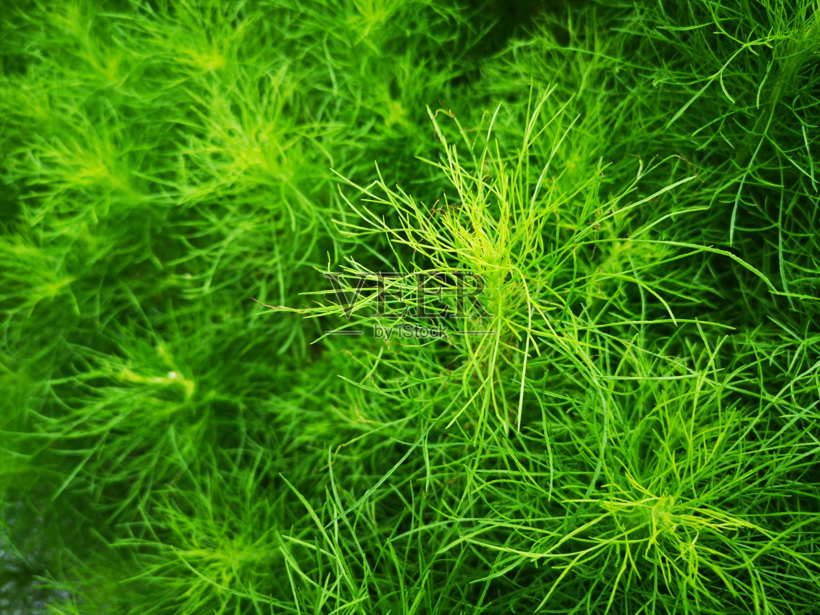 美丽的绿色草植物。美丽的绿草质地。照片摄影图片