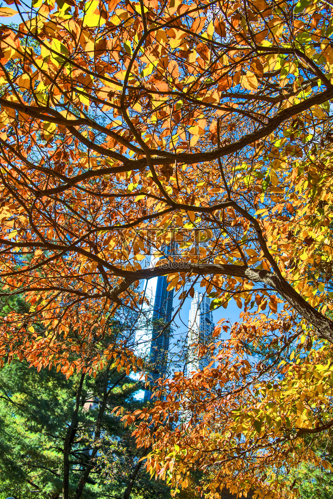 秋天的中央公园照片摄影图片