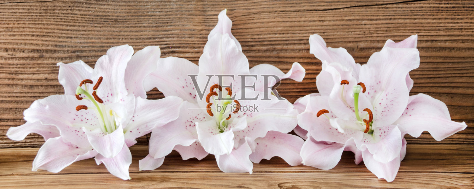 三朵百合花映衬着木质的背景照片摄影图片