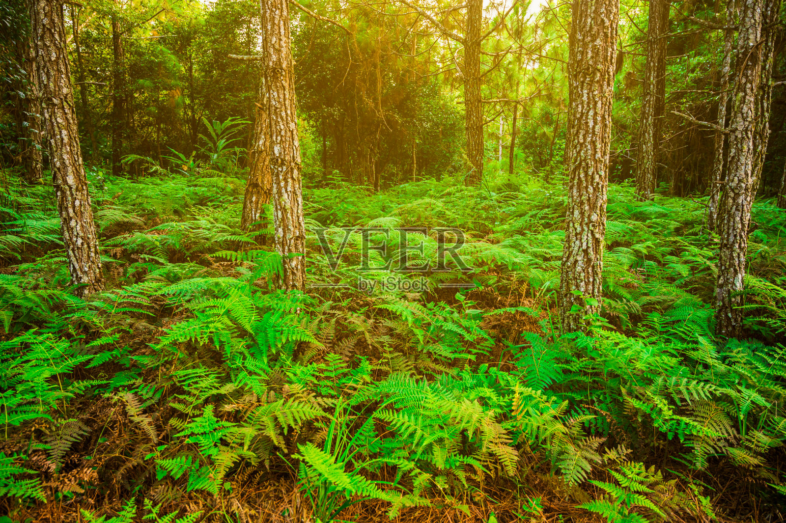 森林深处有许多松树和丰富的蕨类树照片摄影图片