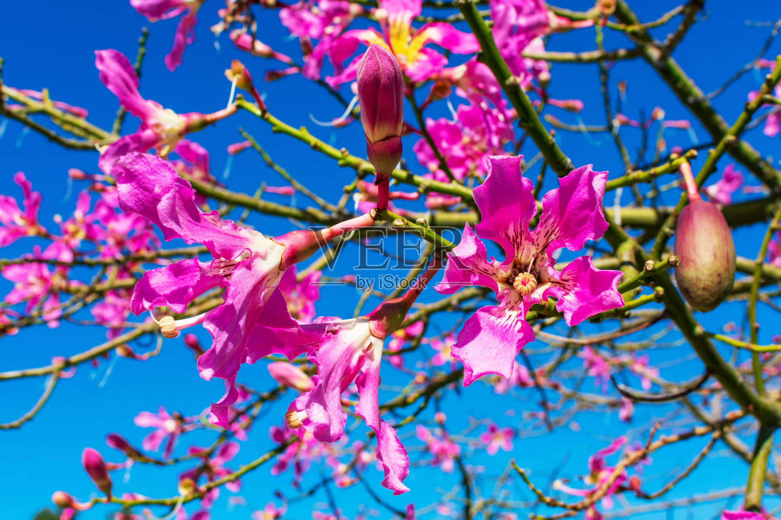 丝线树盛开的花朵特写照片摄影图片