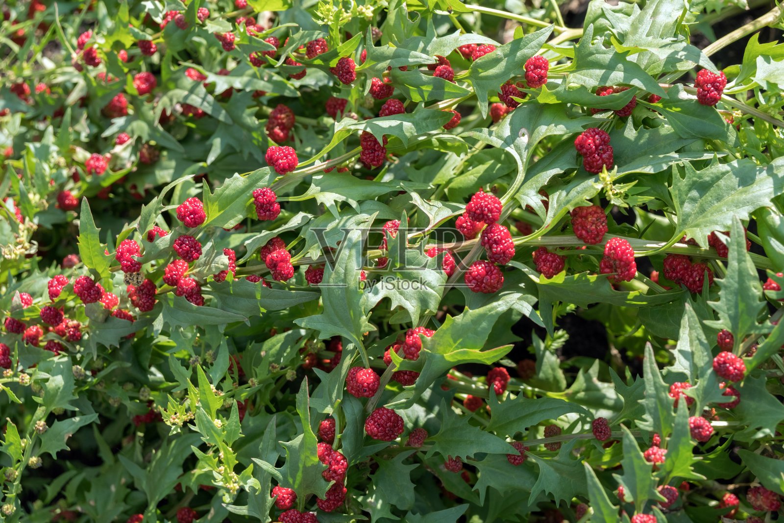 草莓菠菜或菠菜树莓。Blítum virgátum, Chenopódium foliósum)在夏天成熟的浆果。照片摄影图片