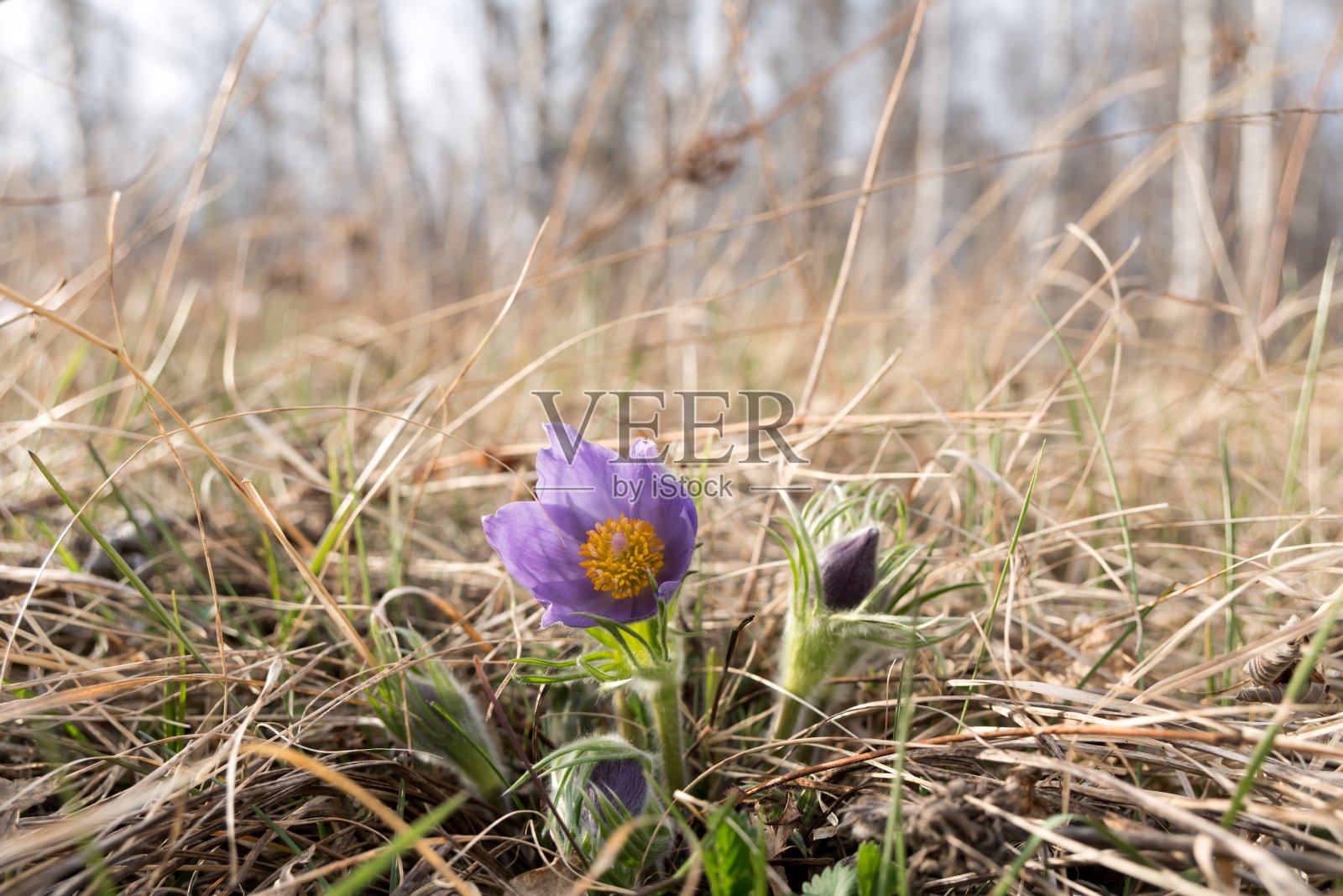 紫色的白头到老花或铺开的白头到老花穿过干燥的草地在白桦林的边缘。照片摄影图片
