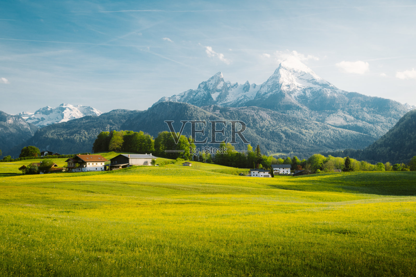 阿尔卑斯山的田园风光，春天盛开的草地照片摄影图片