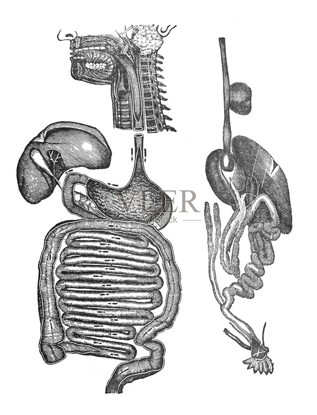 古董插图-人体消化系统器官插画图片素材