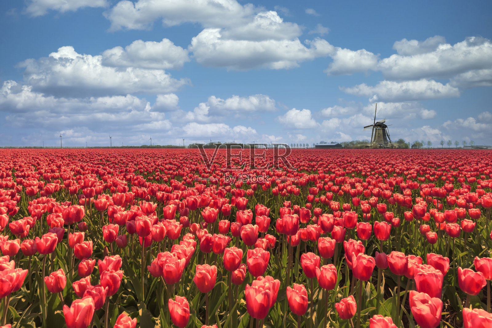 荷兰的风车在一个紫红色的郁金香球茎农场里，在春天阳光明媚的蓝天下照片摄影图片