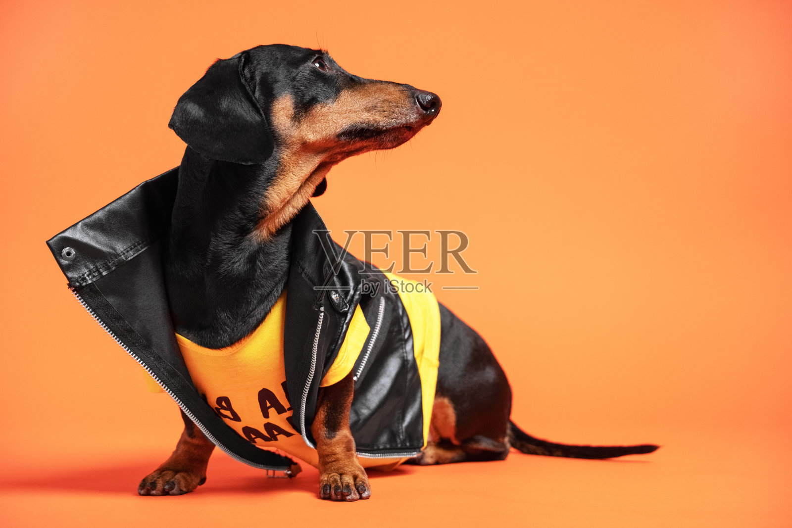可爱的黑色和棕色腊肠狗穿着酷黑色皮革经典机车夹克，坐在橙色的背景。室内，工作室，隔离，复制空间。宠物衣服的概念照片摄影图片