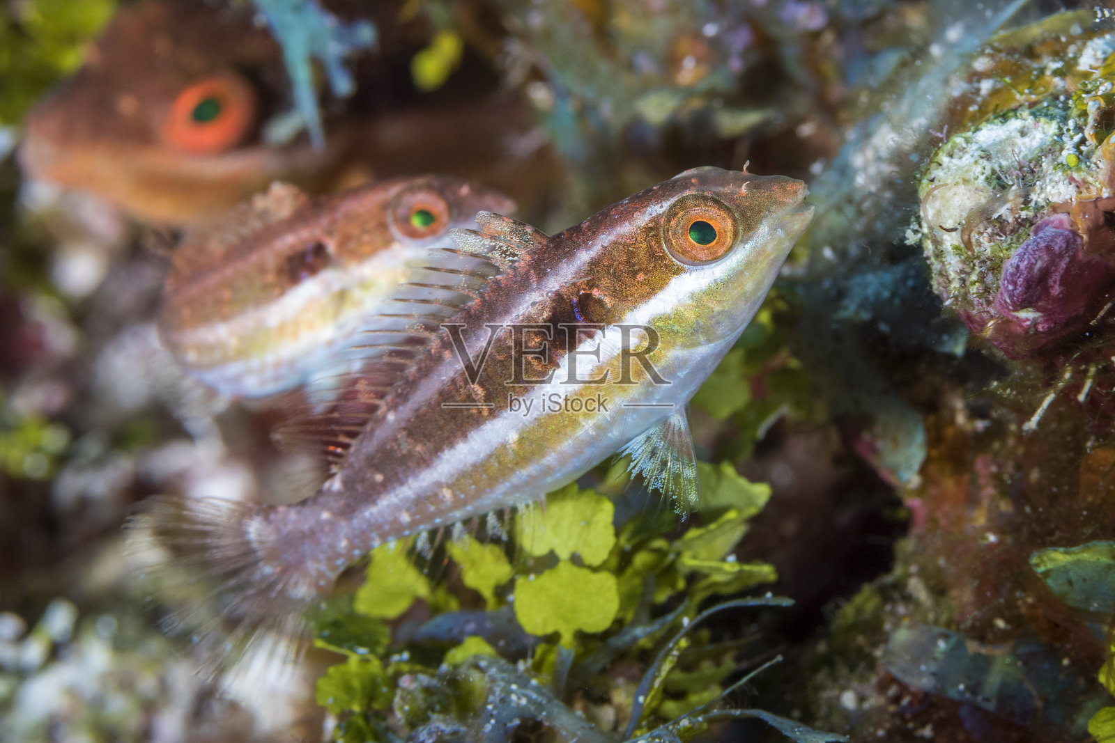 最初阶段龅牙鹦嘴鱼游过一个珊瑚礁-科苏梅尔照片摄影图片