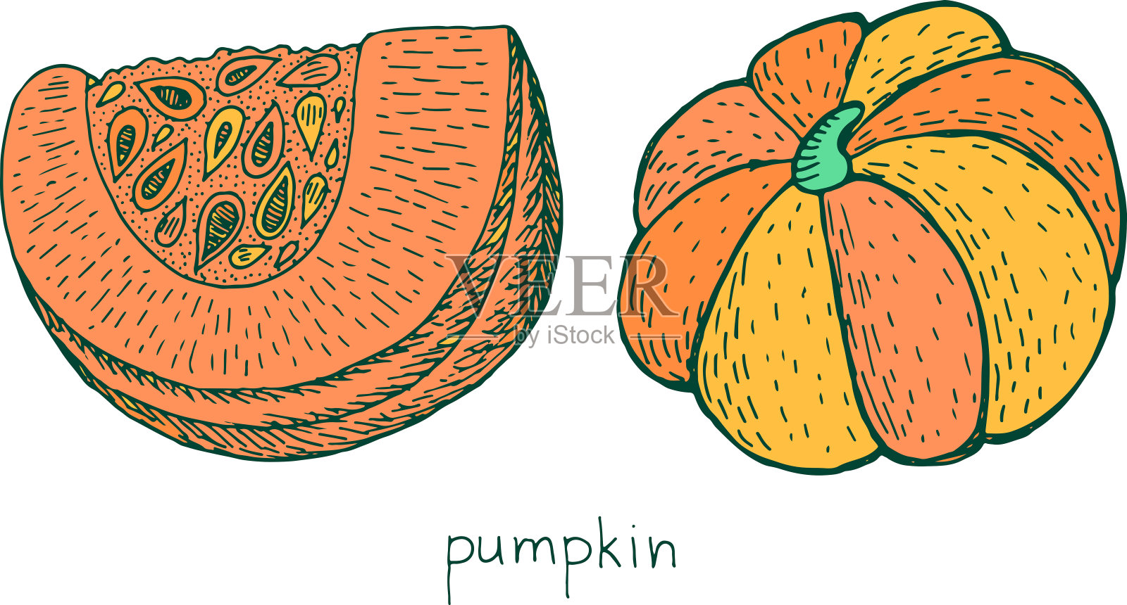 南瓜彩色草图。手绘秋季食物插画。可爱的蔬菜。向量的艺术品。设计元素图片