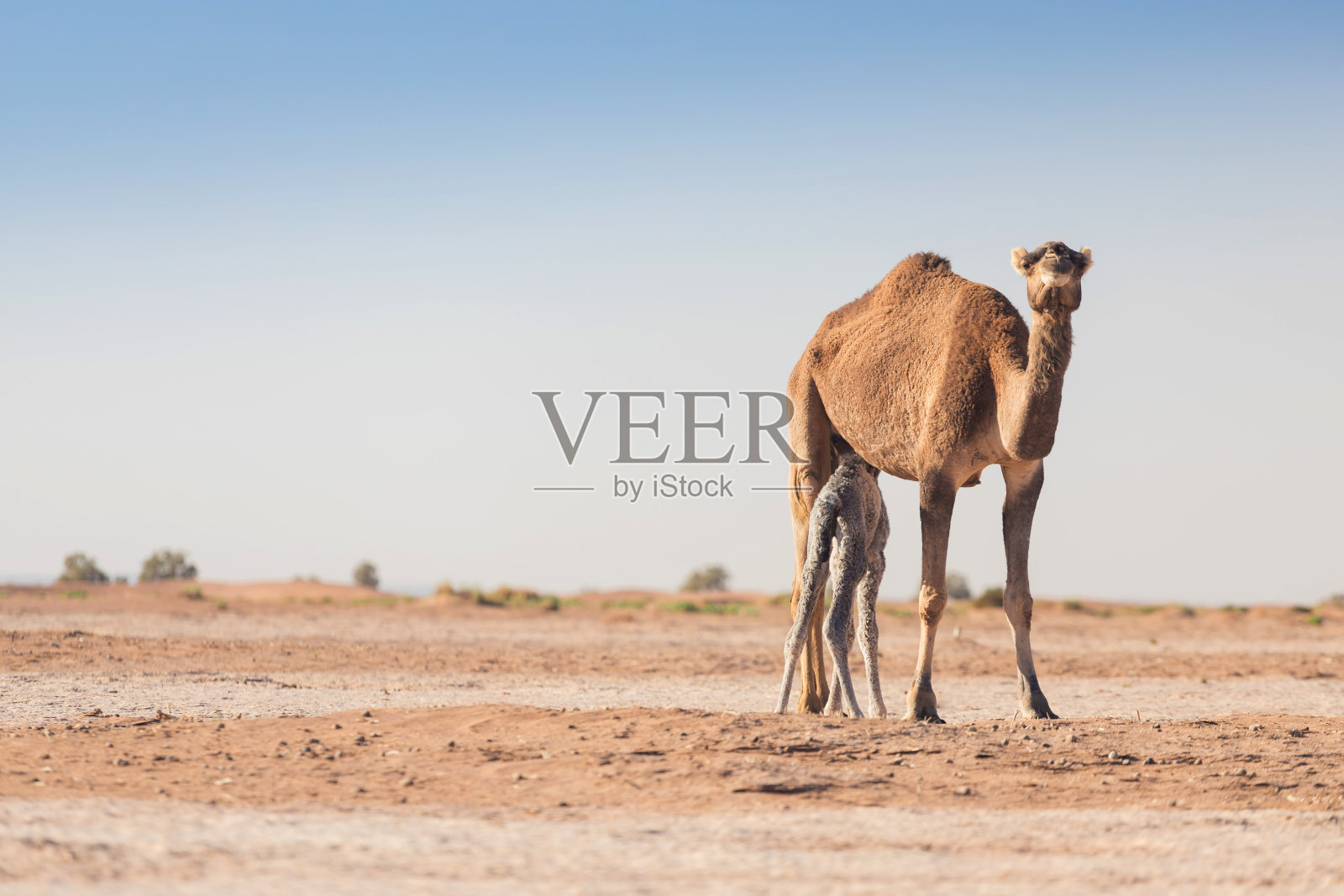 撒哈拉沙漠里的骆驼妈妈和小骆驼，绿洲附近美丽的野生动物。摩洛哥的骆驼。棕色的雌性践踏者和白色的幼崽。求单峰骆驼。风景如画，阳光明媚，天空湛蓝照片摄影图片