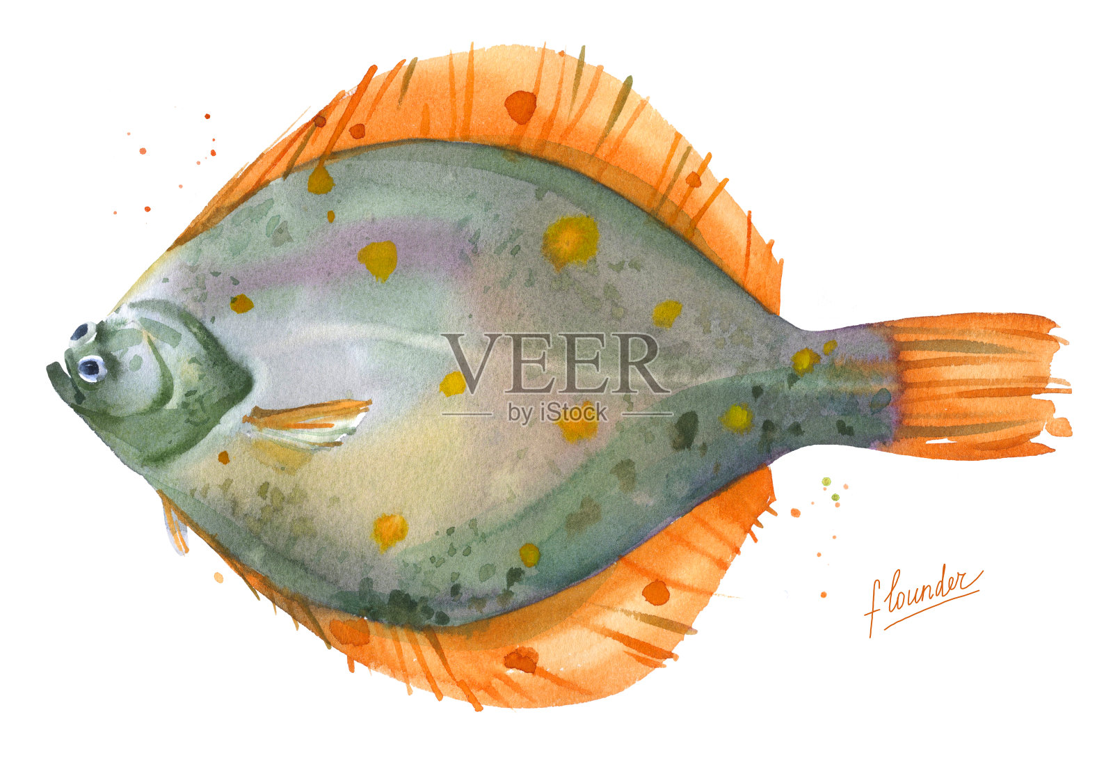 比目鱼，鲽鱼水彩插图插画图片素材
