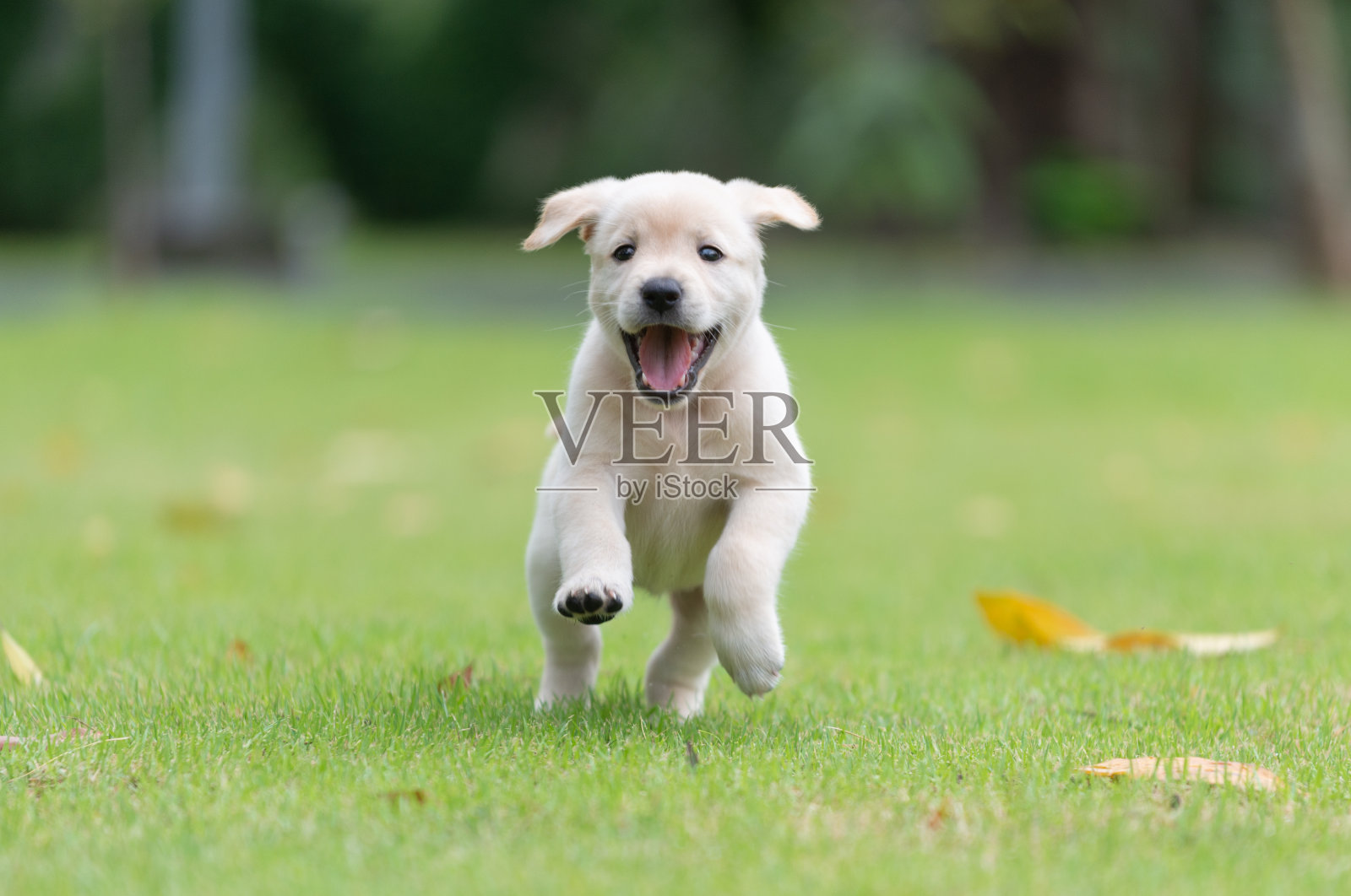 快乐的小狗狗在操场绿色的院子里奔跑照片摄影图片
