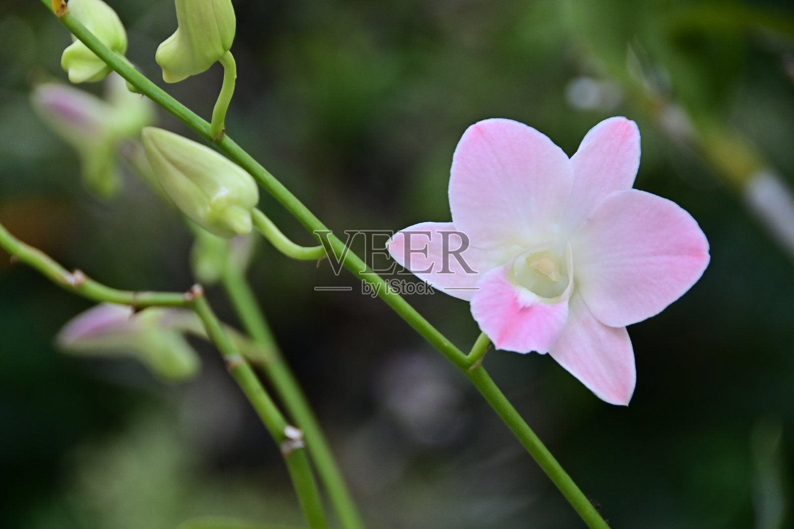 花序上的白色兰花，泰国照片摄影图片