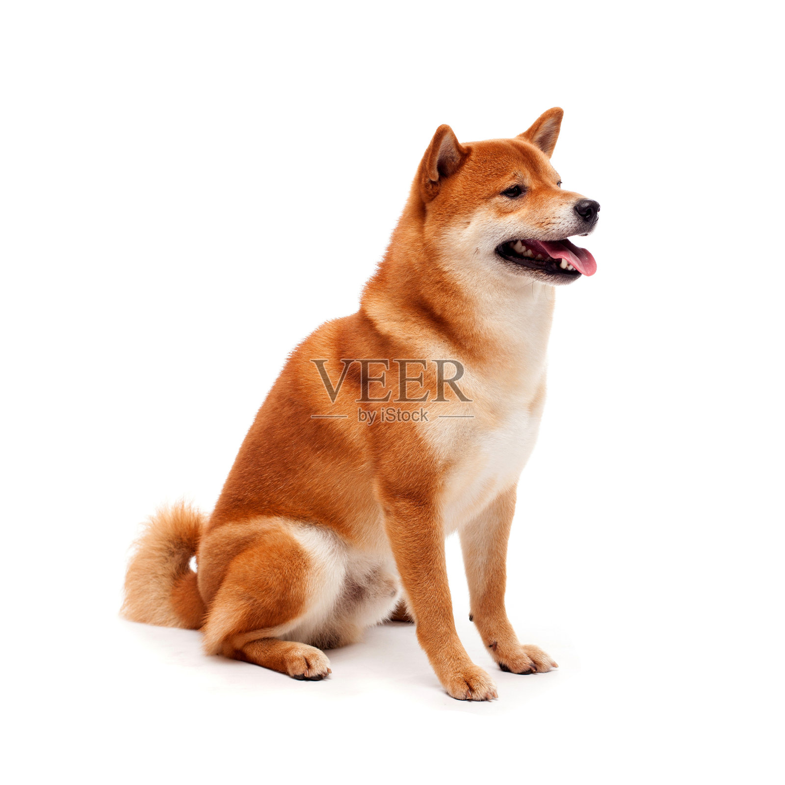 红狗躺在白色的背景上。日本狗微笑照片摄影图片