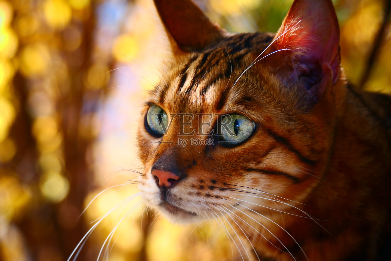 绿眼孟加拉猫在秋天的枯叶中照片摄影图片