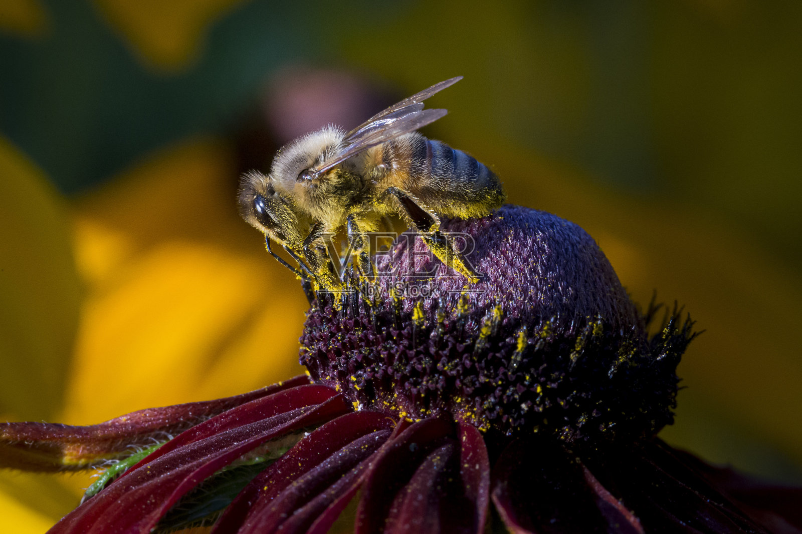 西方蜜蜂(Apis mellifera)照片摄影图片