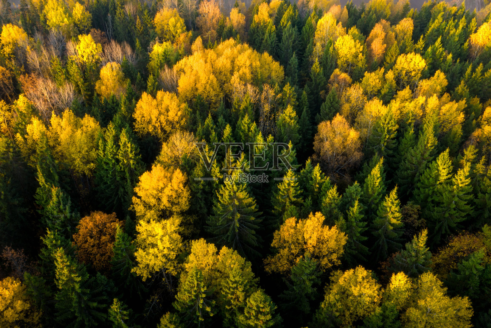 鸟瞰图的风景秋天森林。美丽的景色，绿色和黄色的树照片摄影图片
