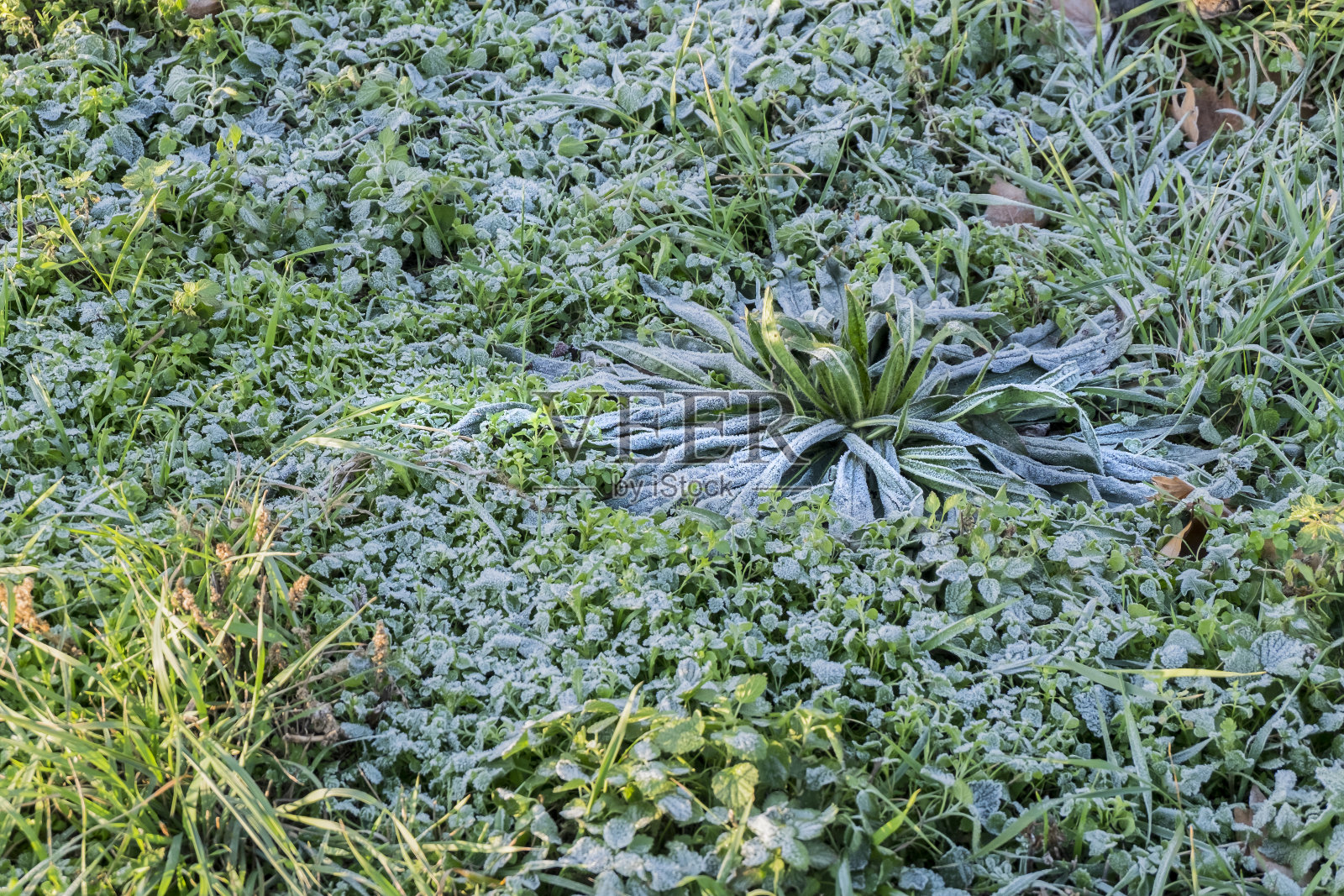 摘冰草，绿草下冰照片摄影图片