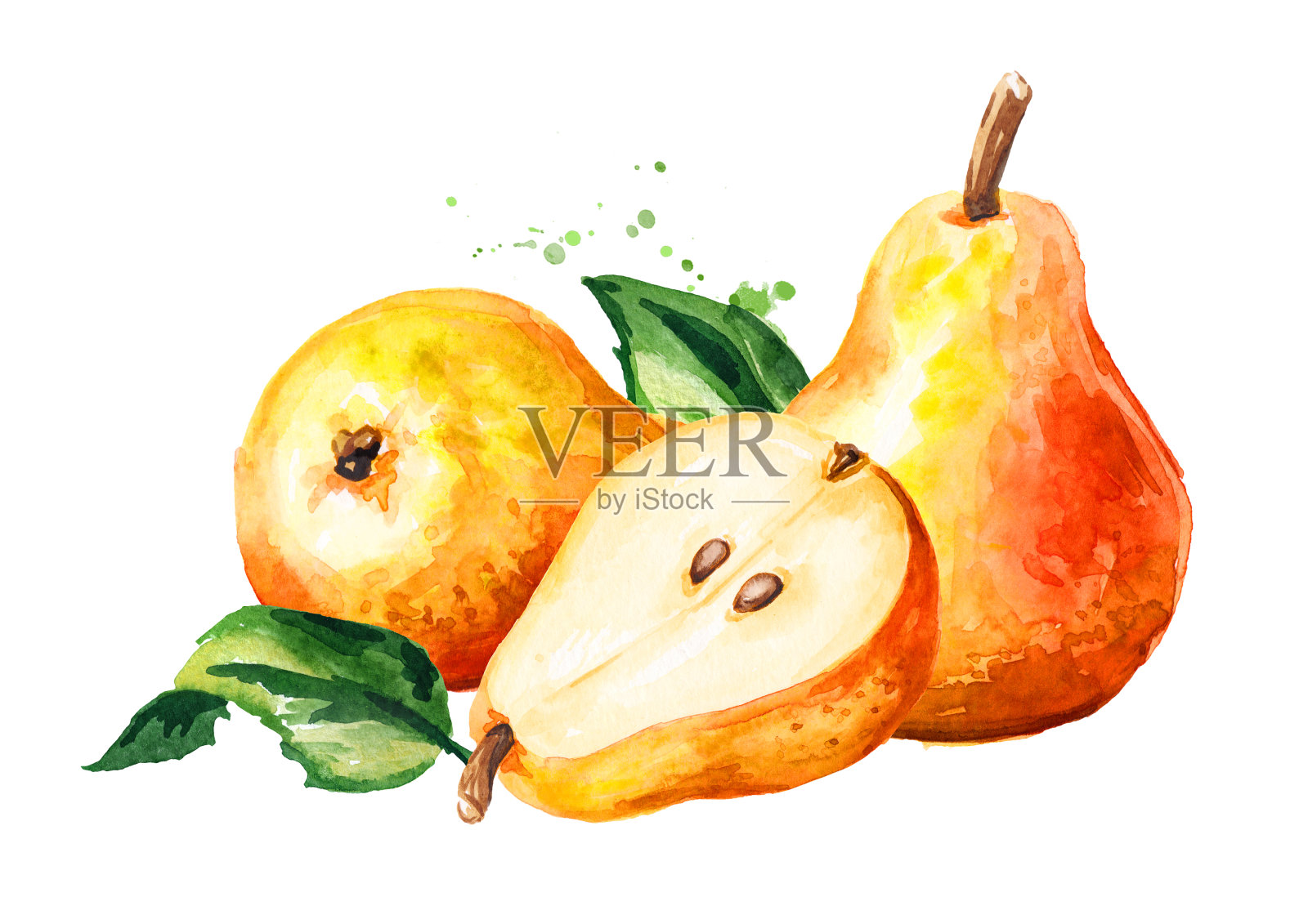 新鲜成熟的红黄色蜂蜜梨果实，绿叶。手绘水彩插图，孤立的白色背景插画图片素材