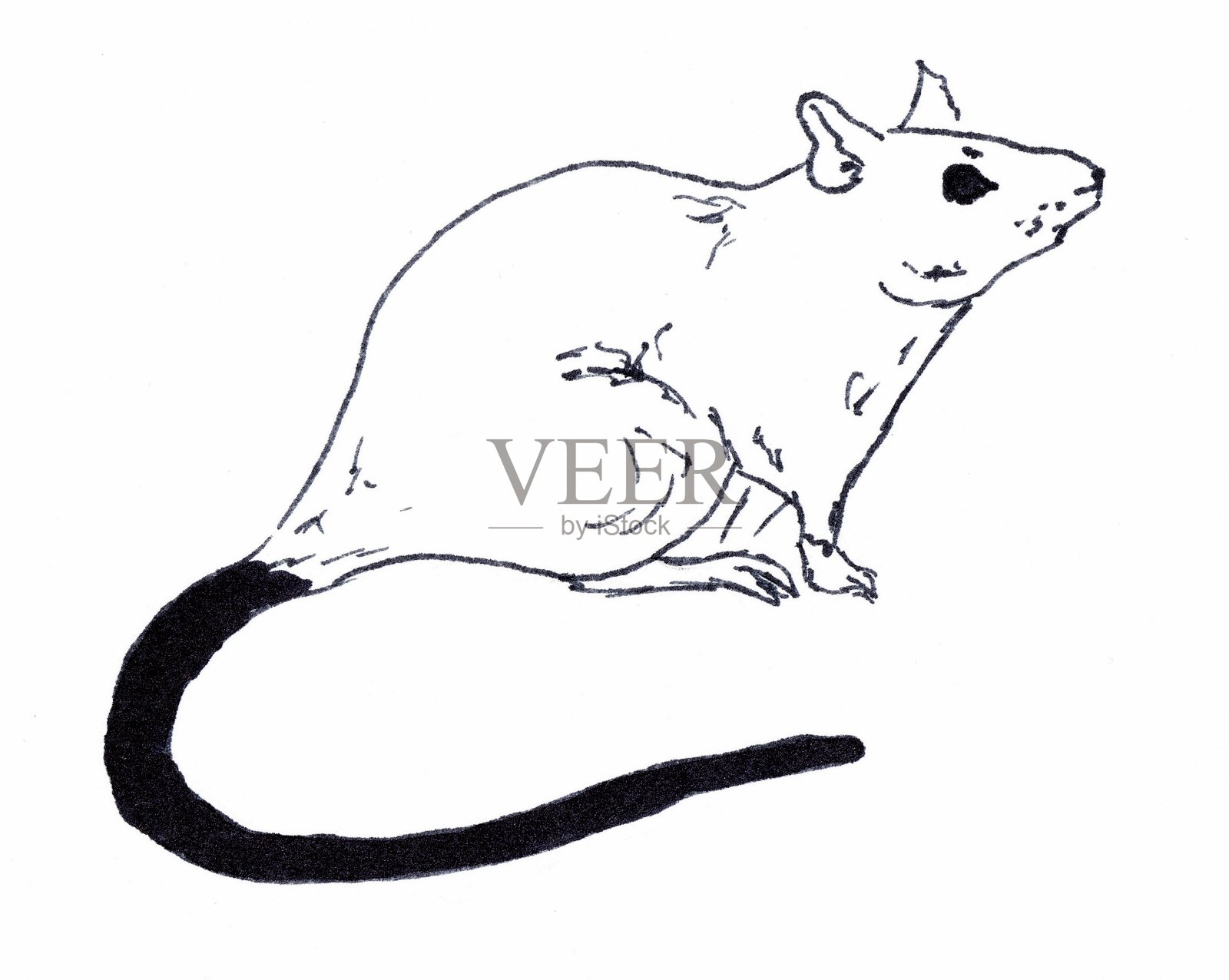 老鼠，中国新年的象征。白色背景上的线性插图。插画图片素材