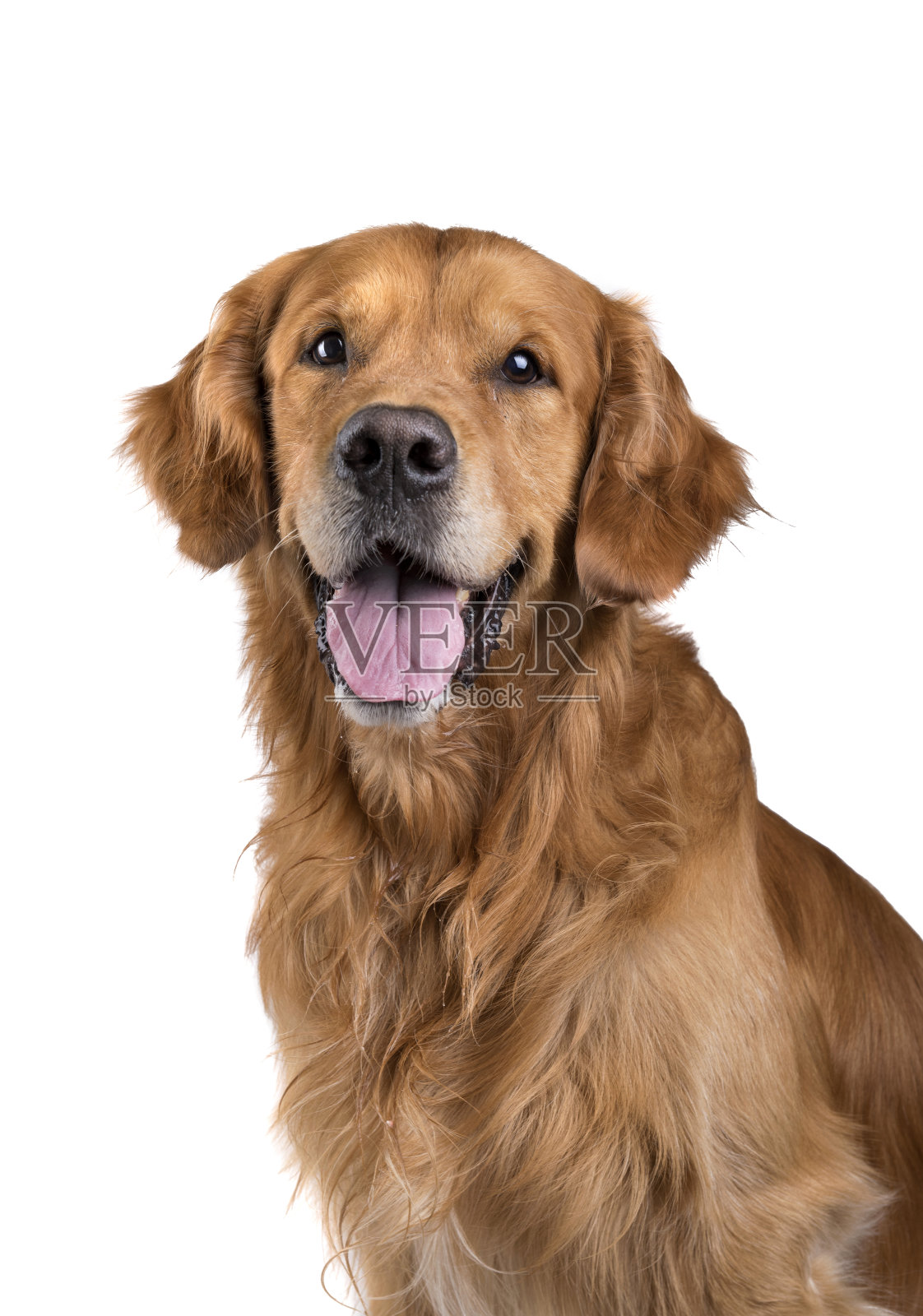 金毛猎犬的肖像照片摄影图片