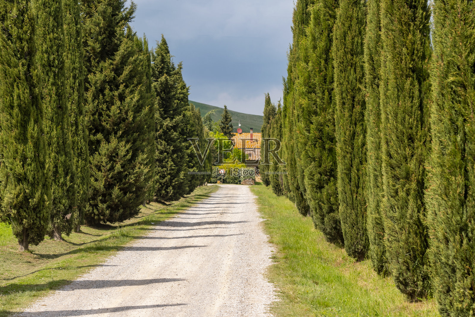 意大利托斯卡纳锡耶纳附近，成排的意大利柏树和白色的乡村景观公路。照片摄影图片