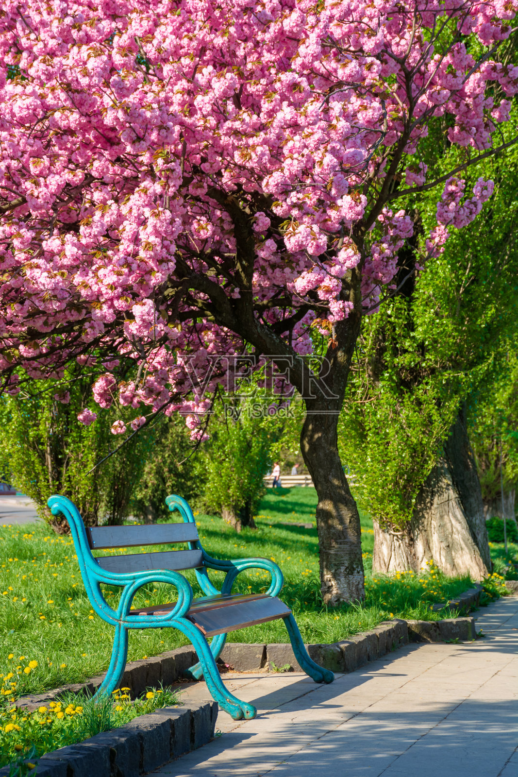 樱花下的长椅照片摄影图片