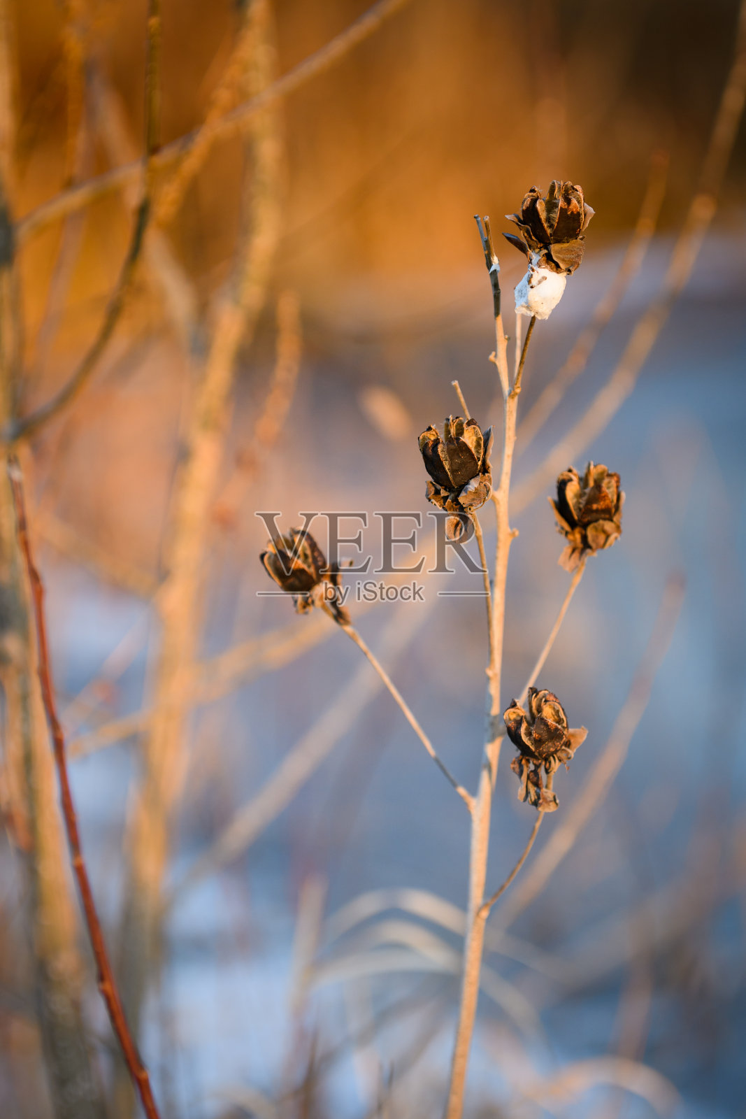 在一个寒冷的冬天的早晨死去的蓟花照片摄影图片