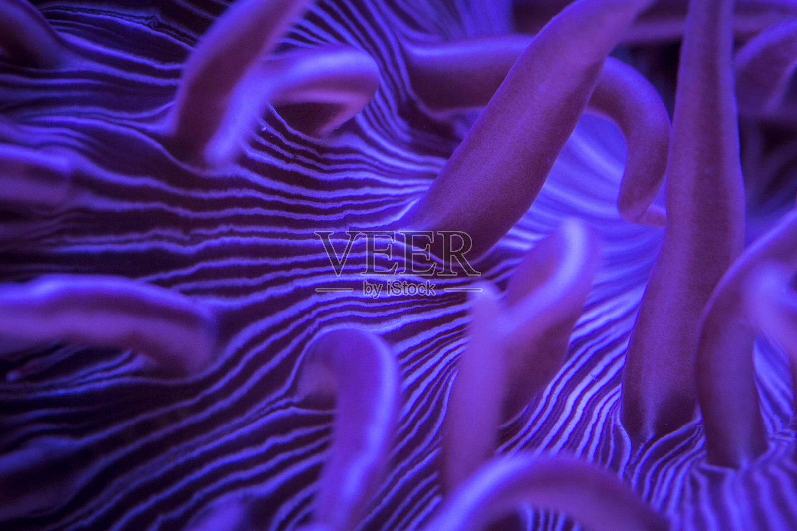近距离观察条纹长触手海葵在水下照片摄影图片